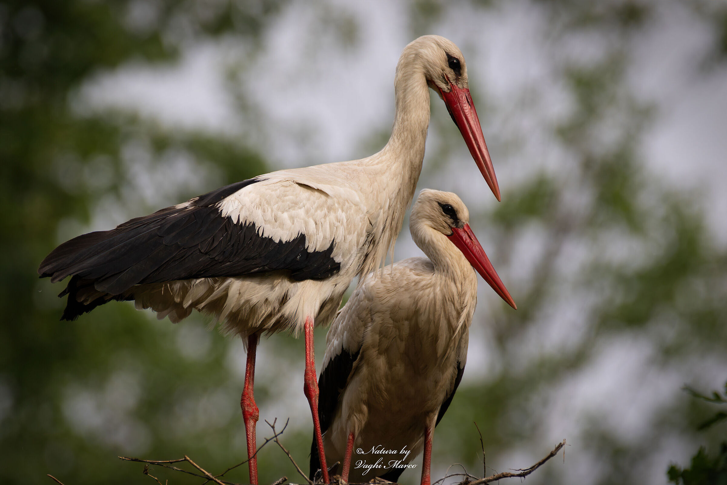 White stork - Ciconia ciconia