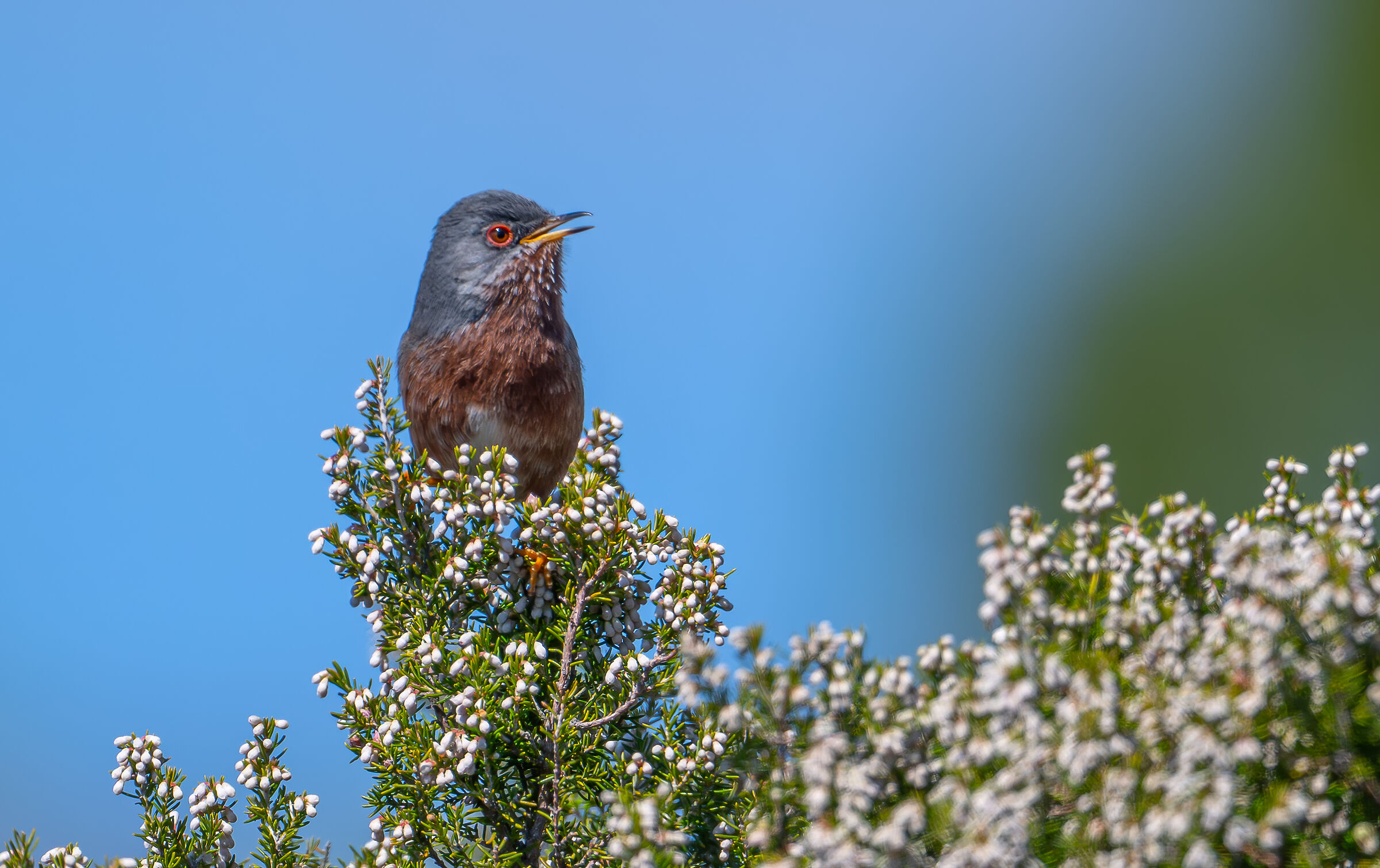 Dartford warbler