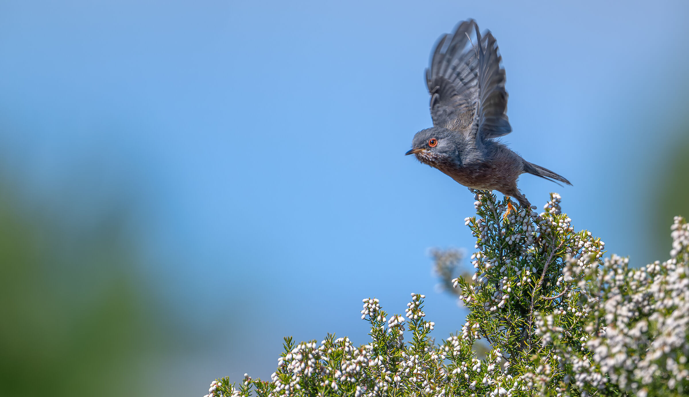 Dartford warbler