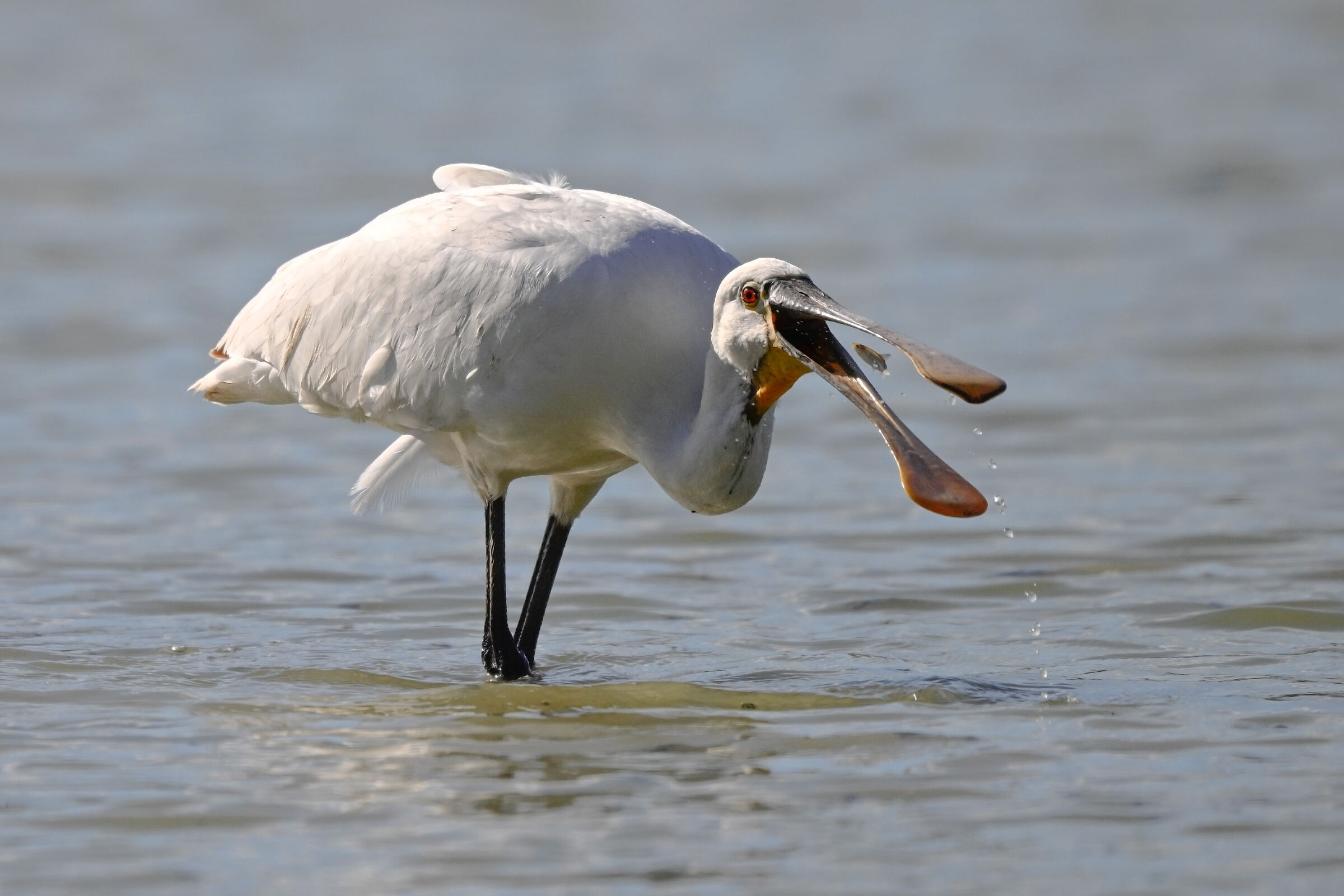 White spatula