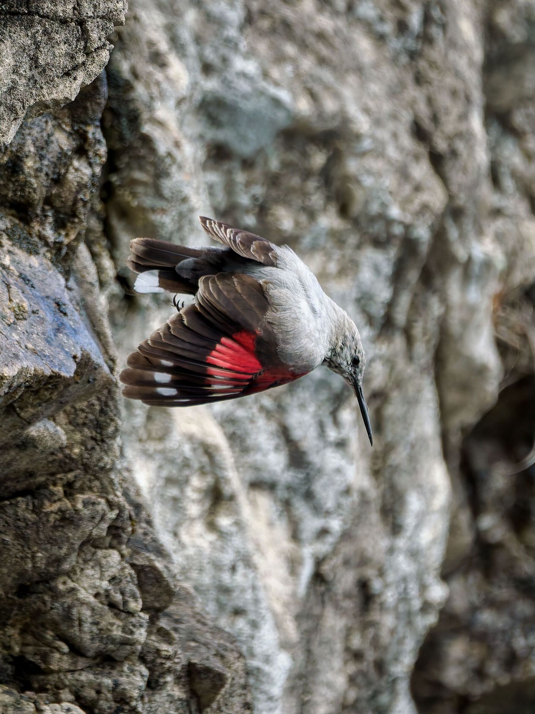Wallcreeper