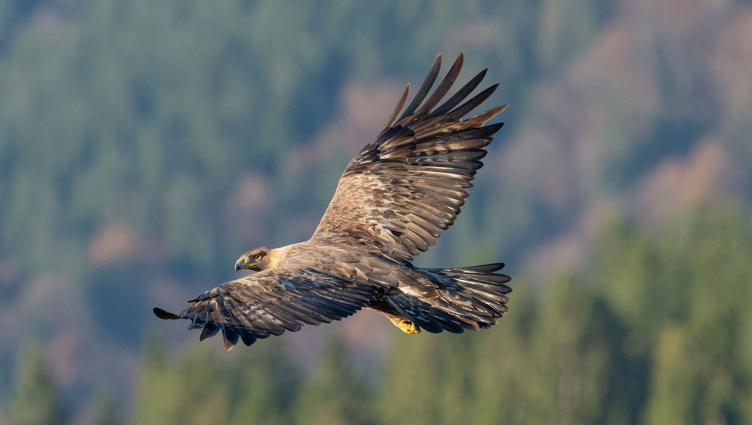 Golden eagle