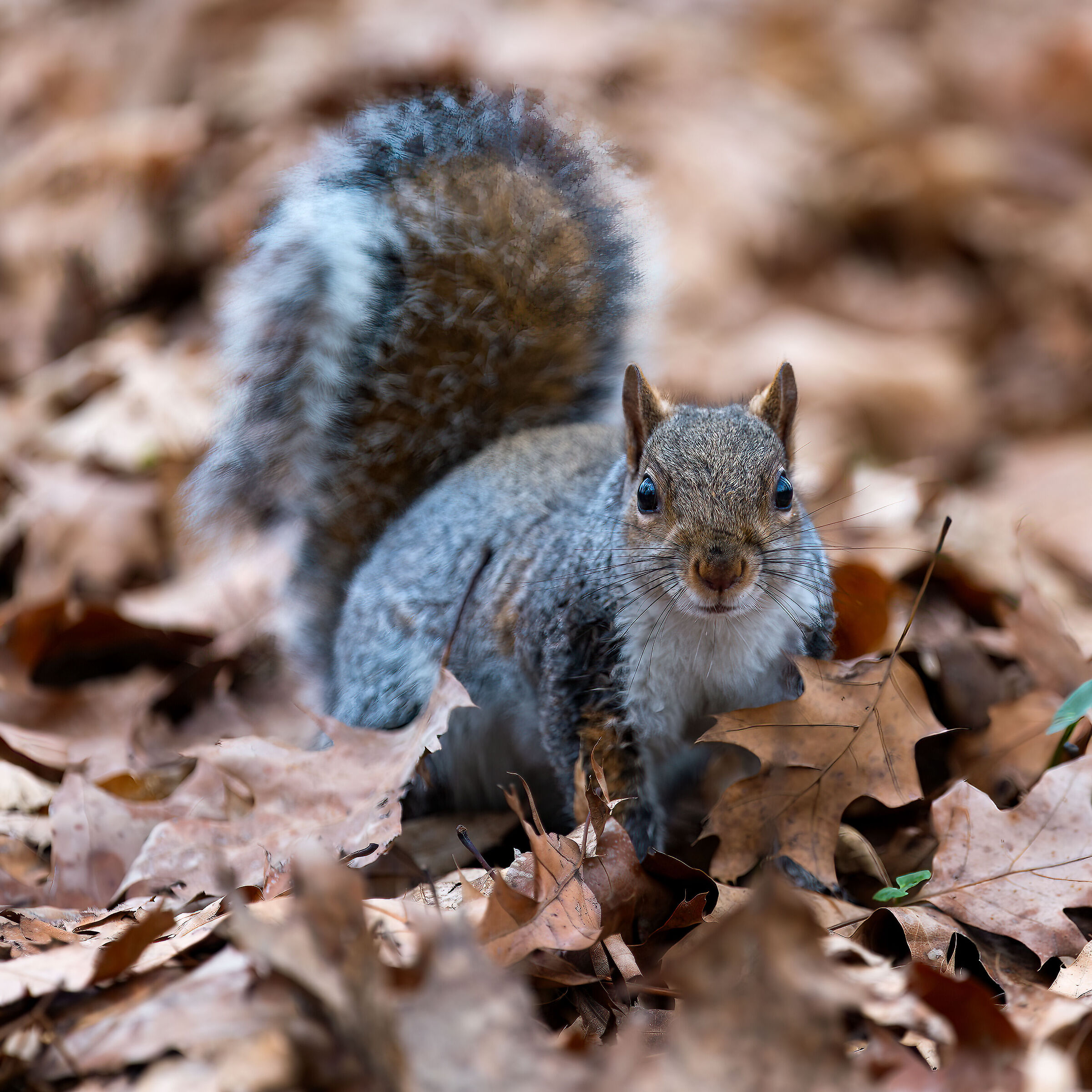 Scoiattolo Grigio - Turin