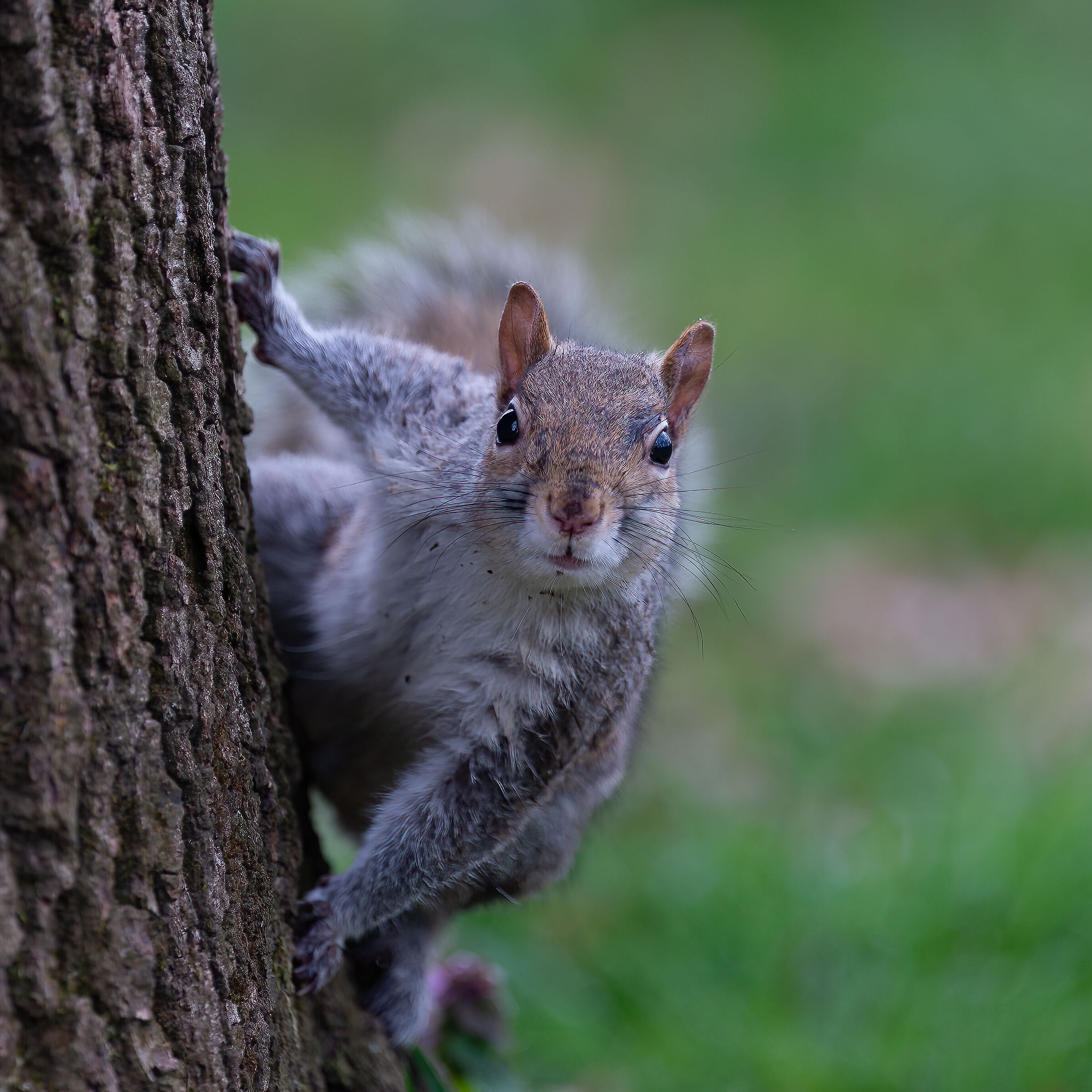 Scoiattolo Grigio - Turin