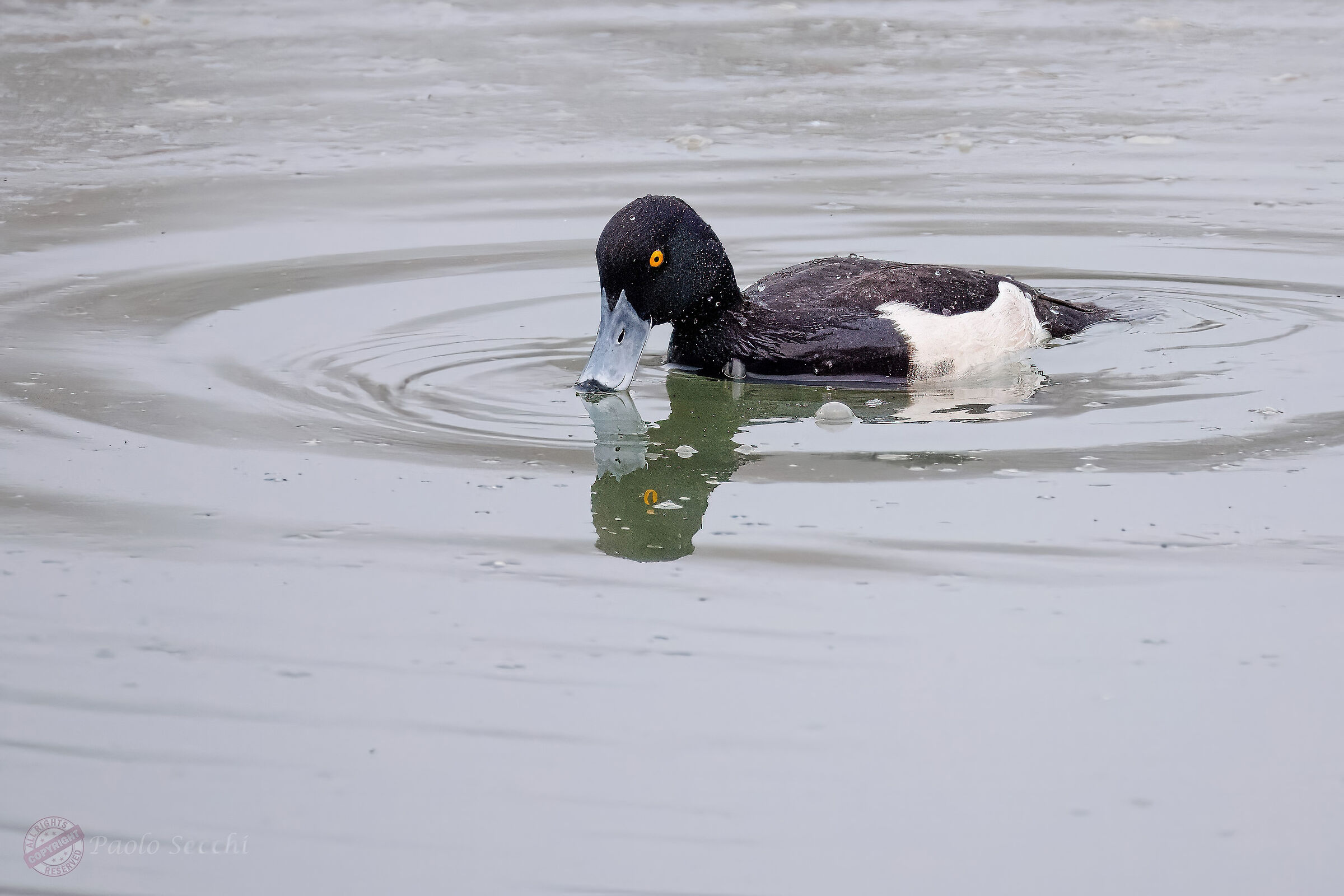 Aythya fuligula (Moretta)