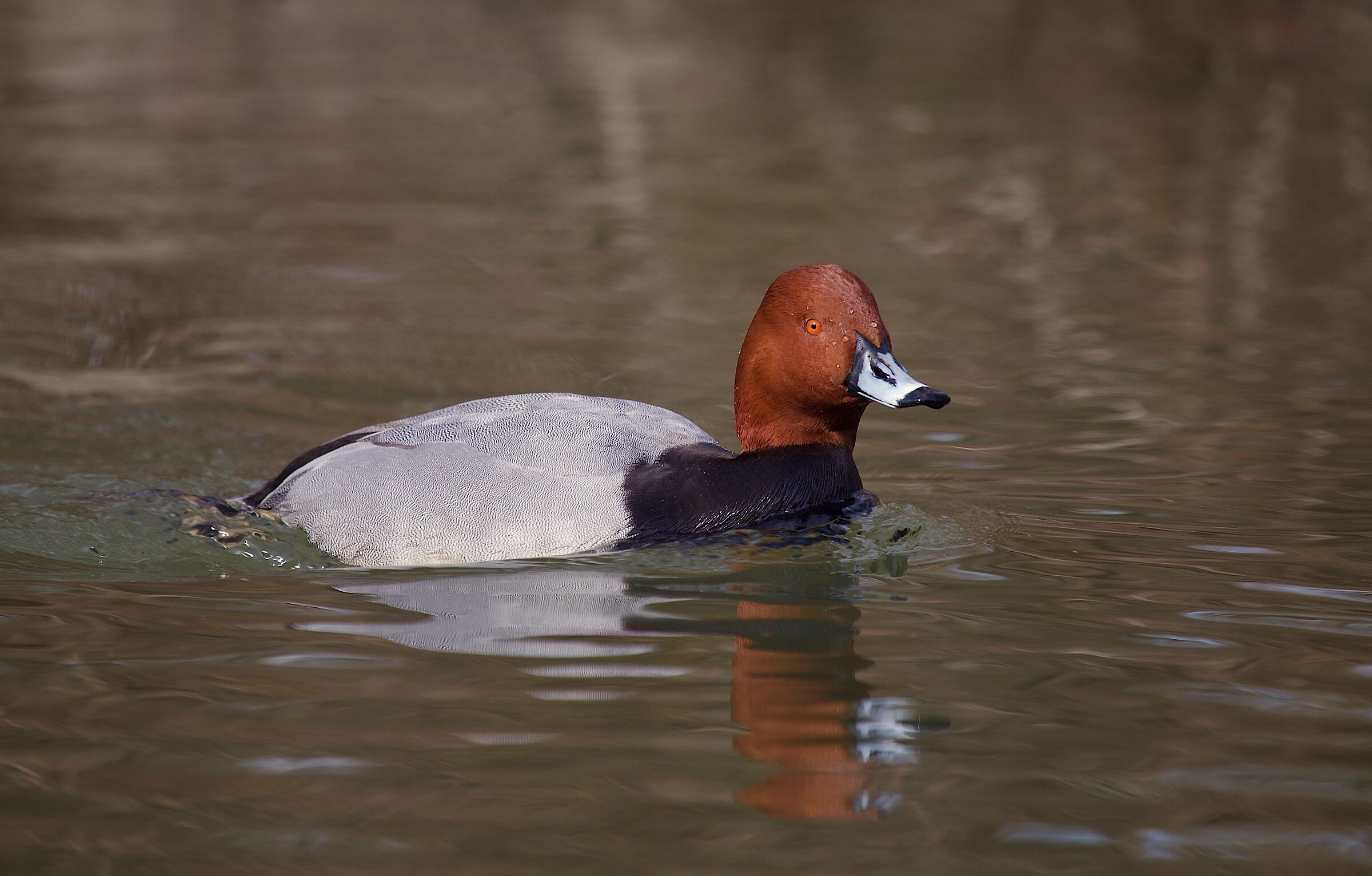 I colori del moriglione