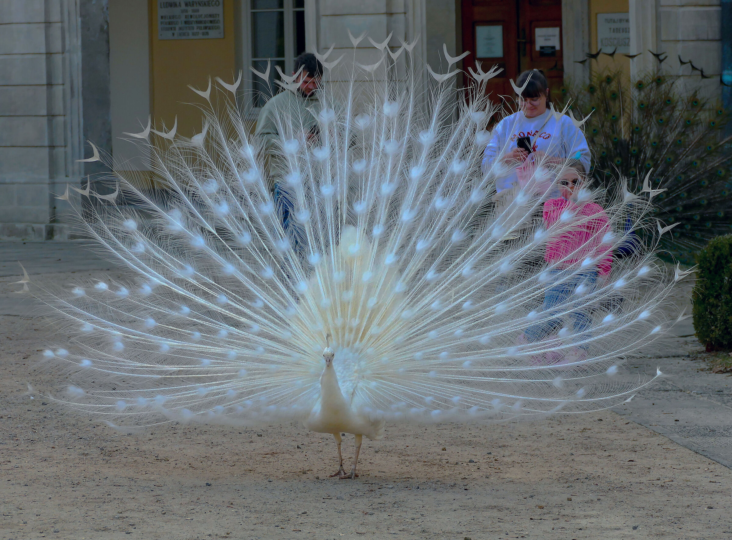 Peacock 1