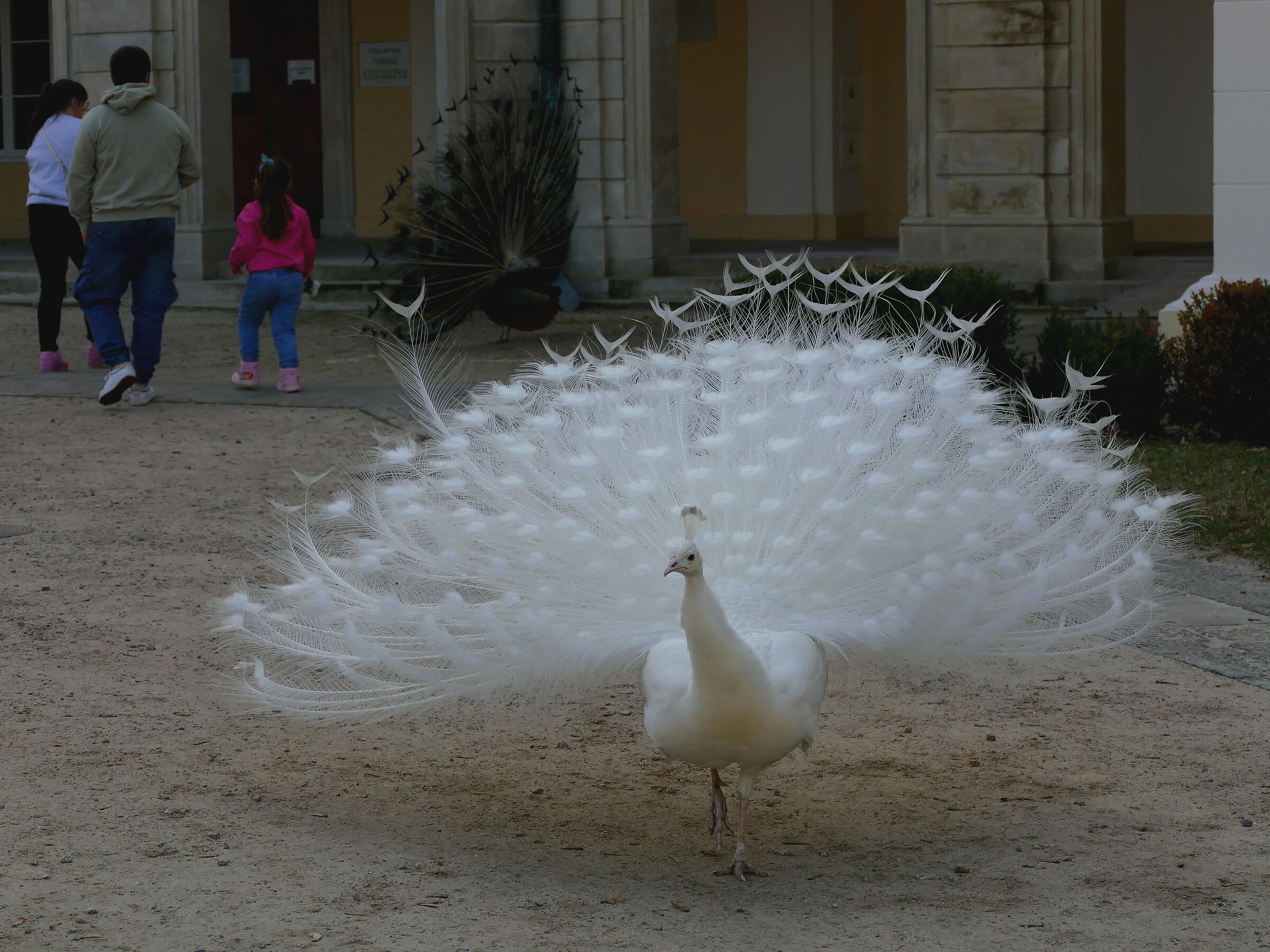 Peacock 2