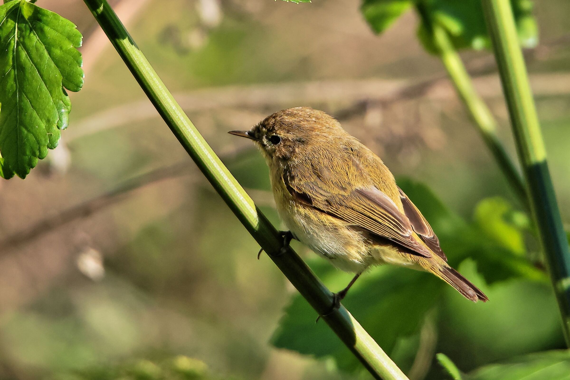 Luì piccolo  Phylloscopus collybita