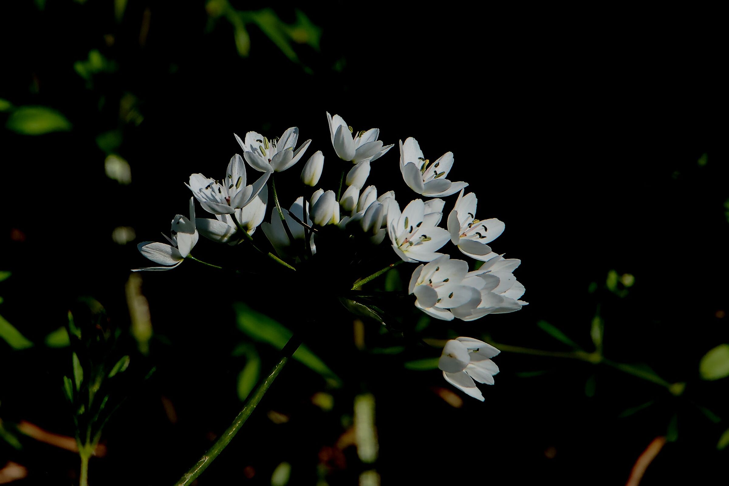 Allium Neapolitanum