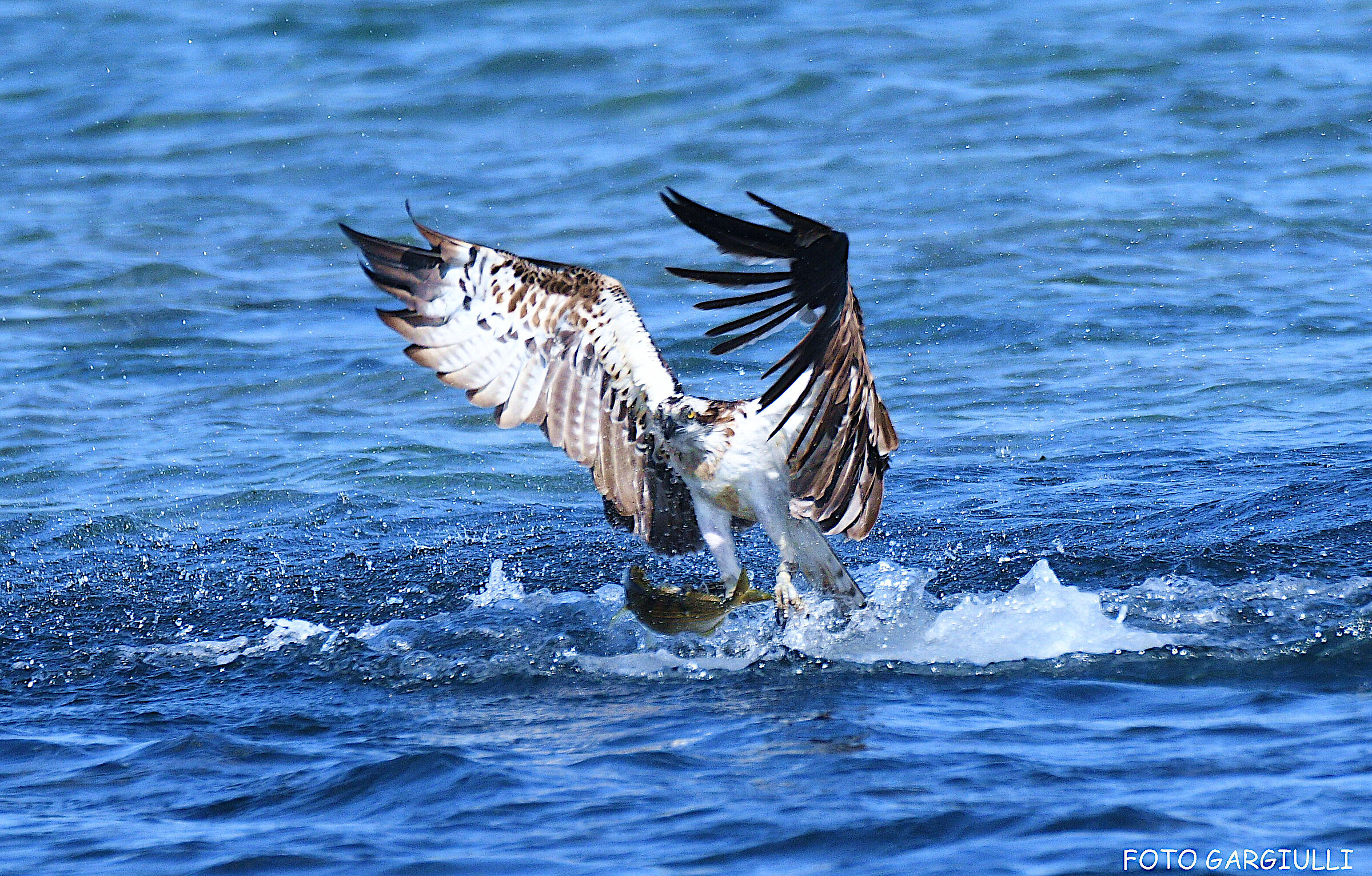 Osprey with prey