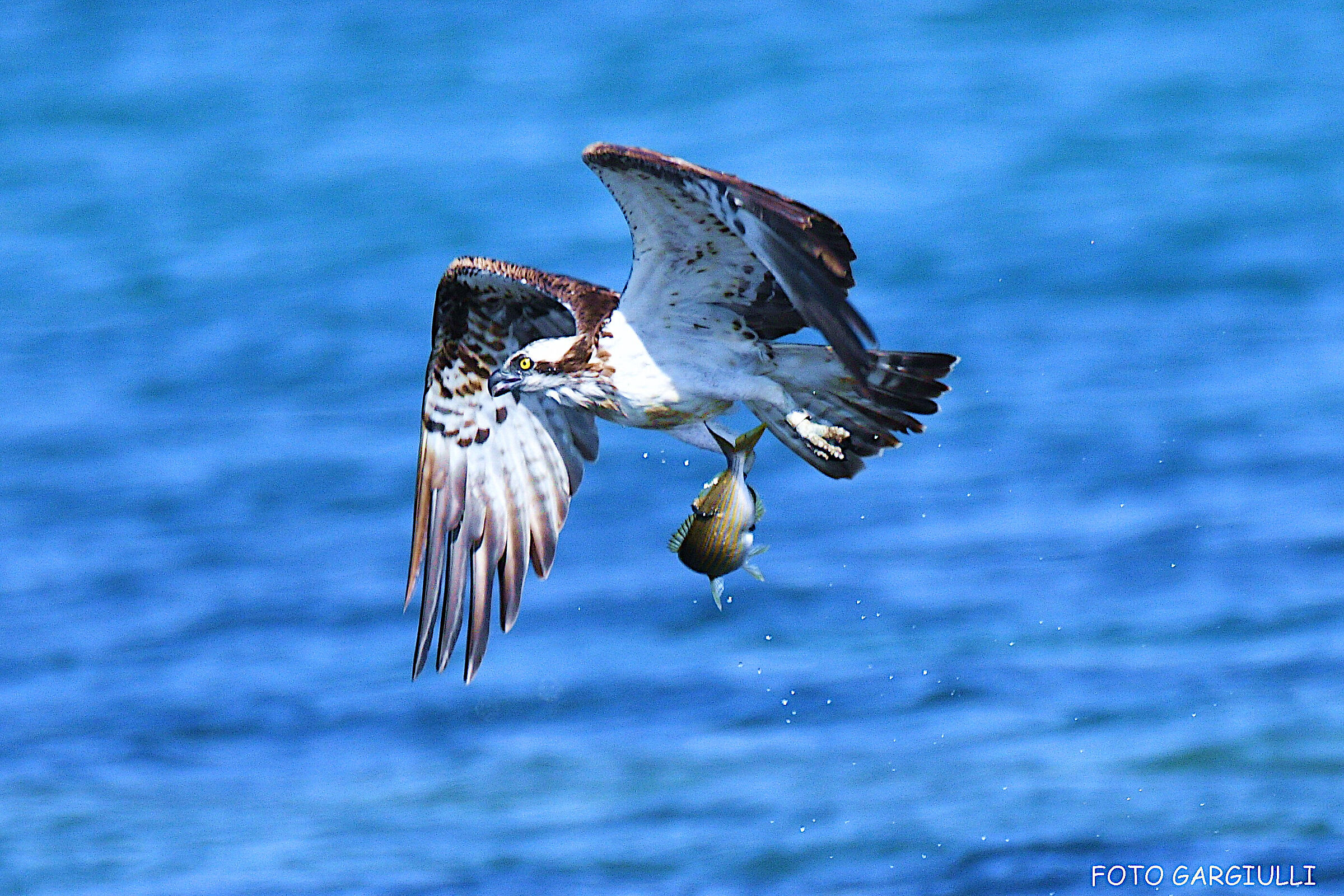 Osprey with prey