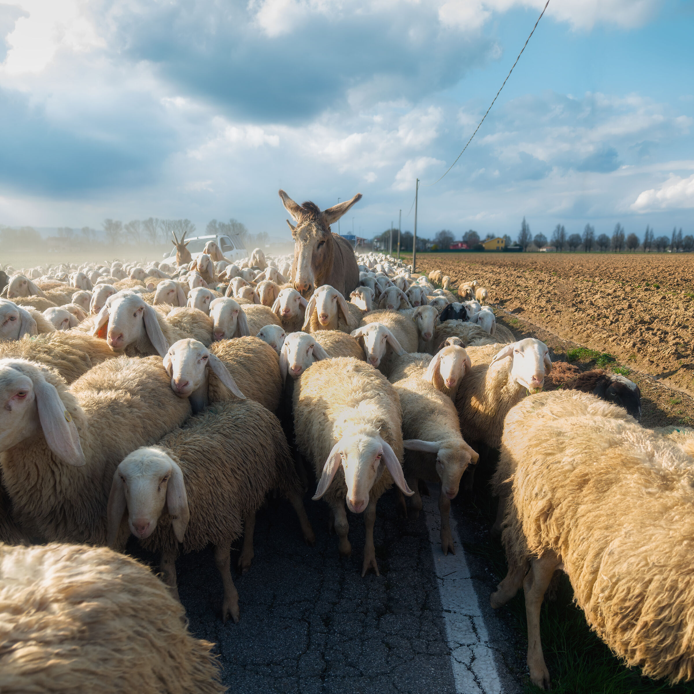 Transhumance