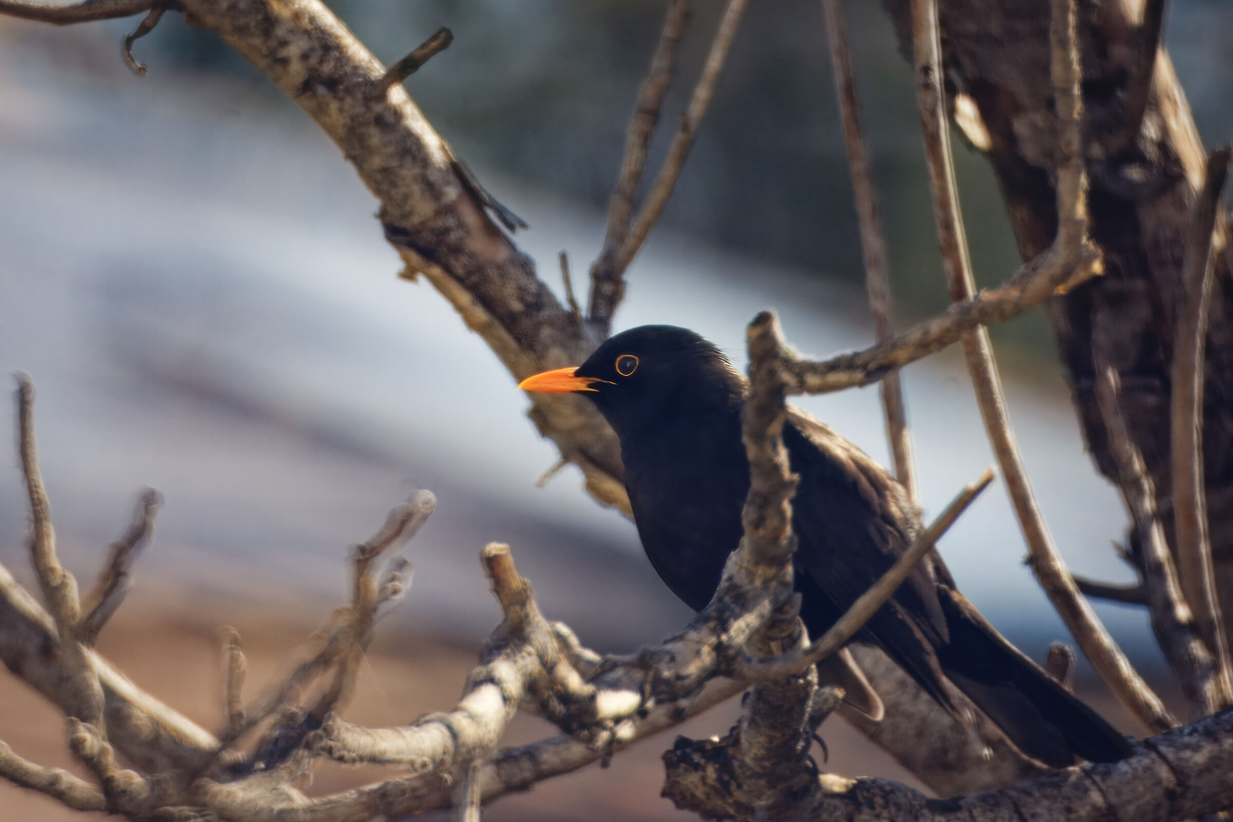 Blackbird (2)