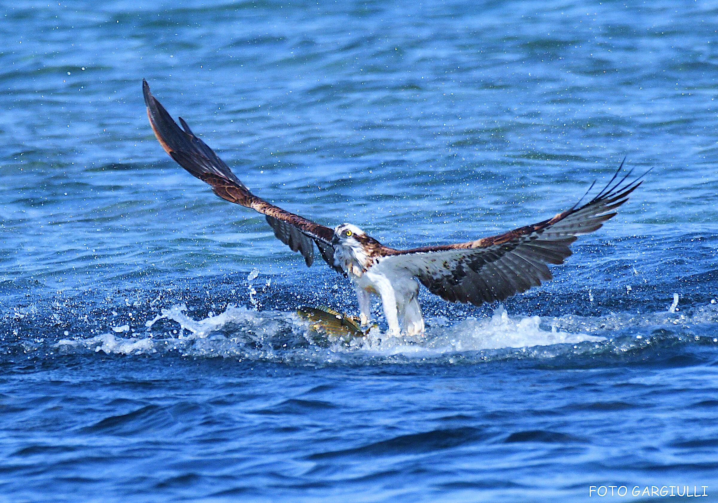 Osprey with prey