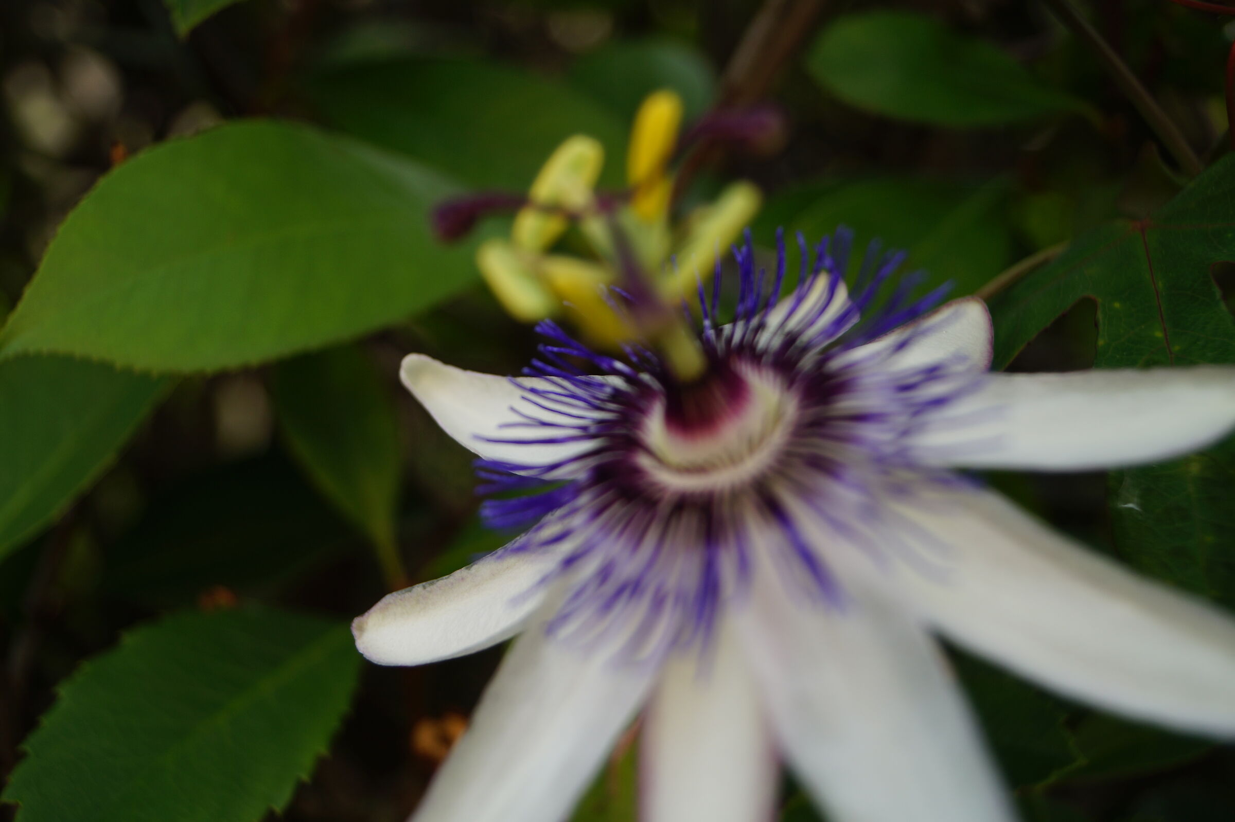 Passiflora
