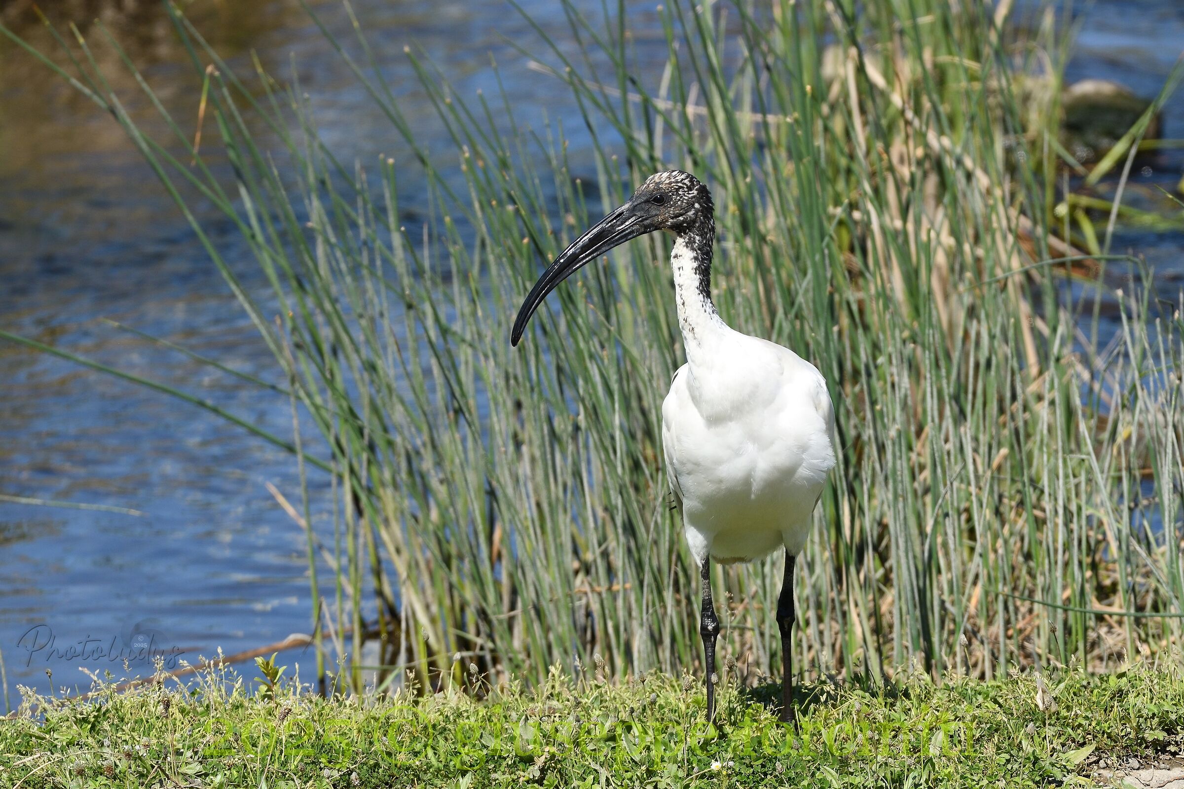 Ibis Sacro a Corigliano Calabro