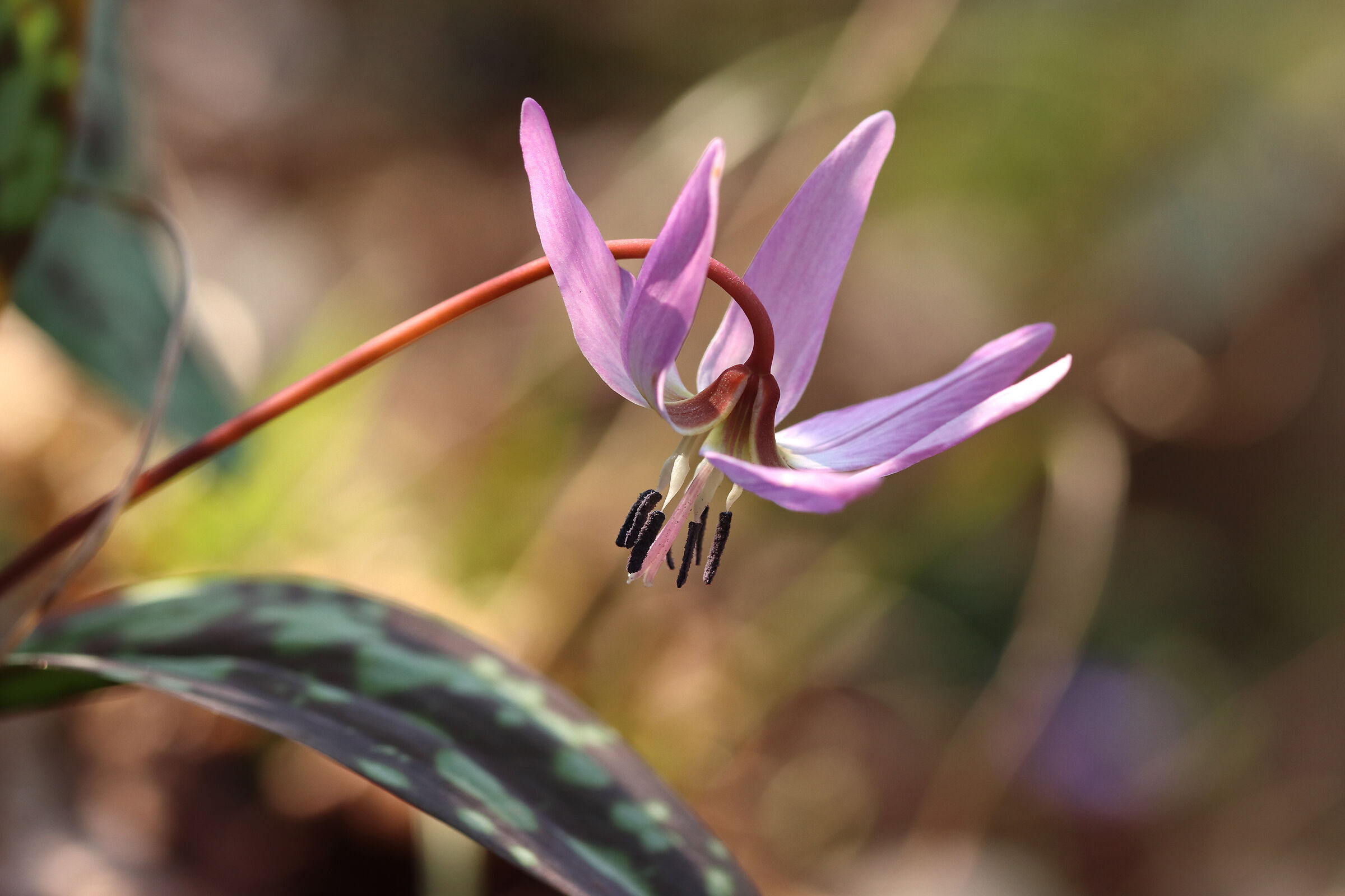 Erythronium dens-canis Plant - IN BLOOM
