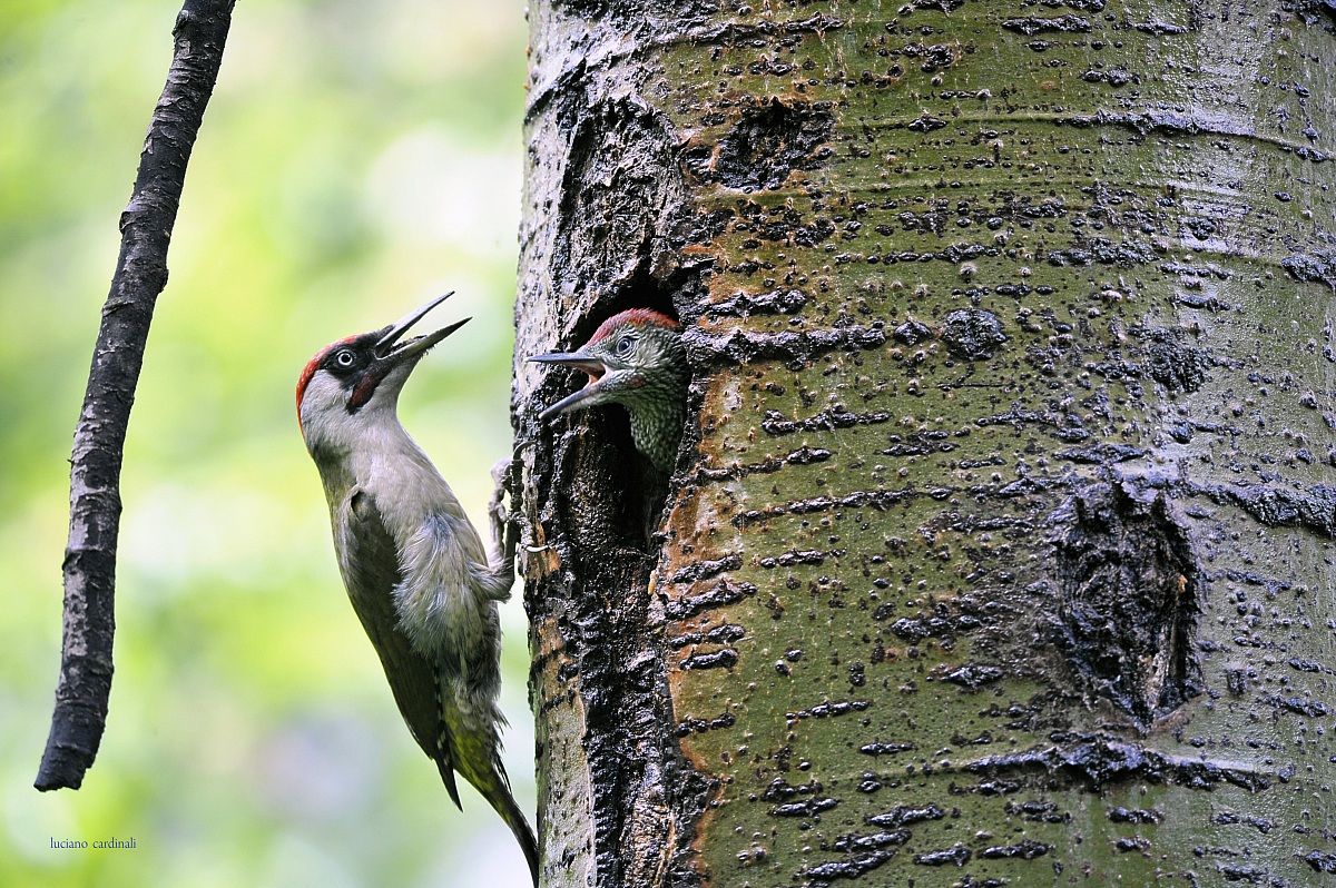 green woodpecker