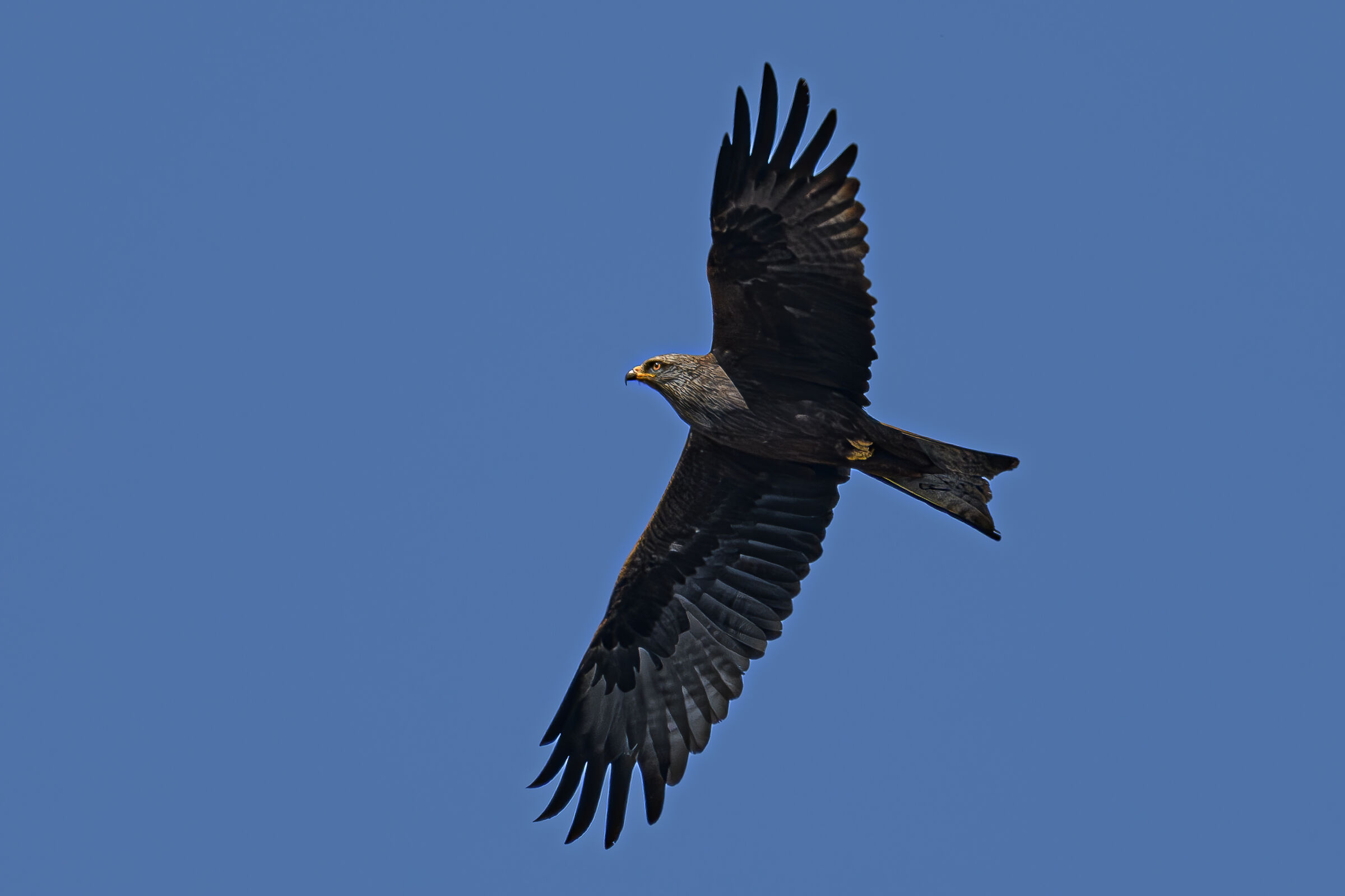 Black kite