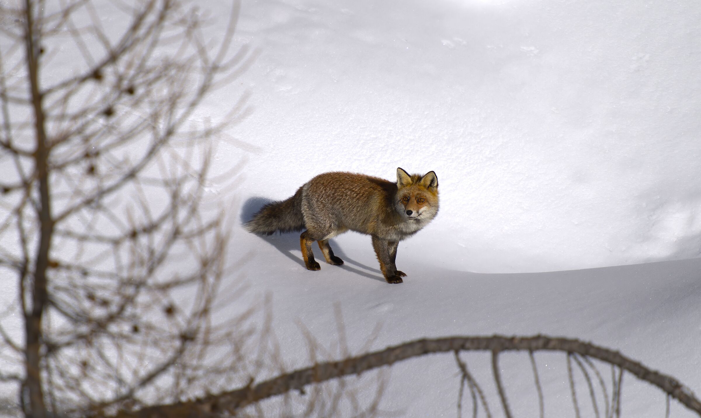 And suddenly I found it Fox