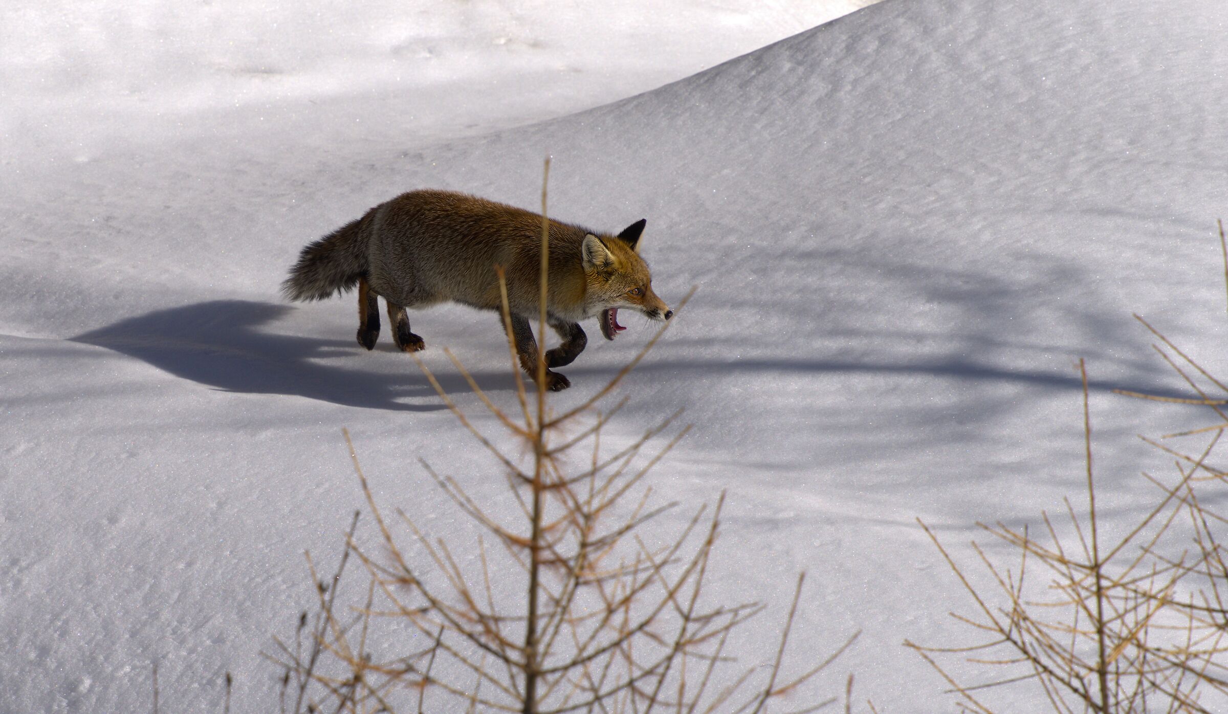 And suddenly I found it Fox