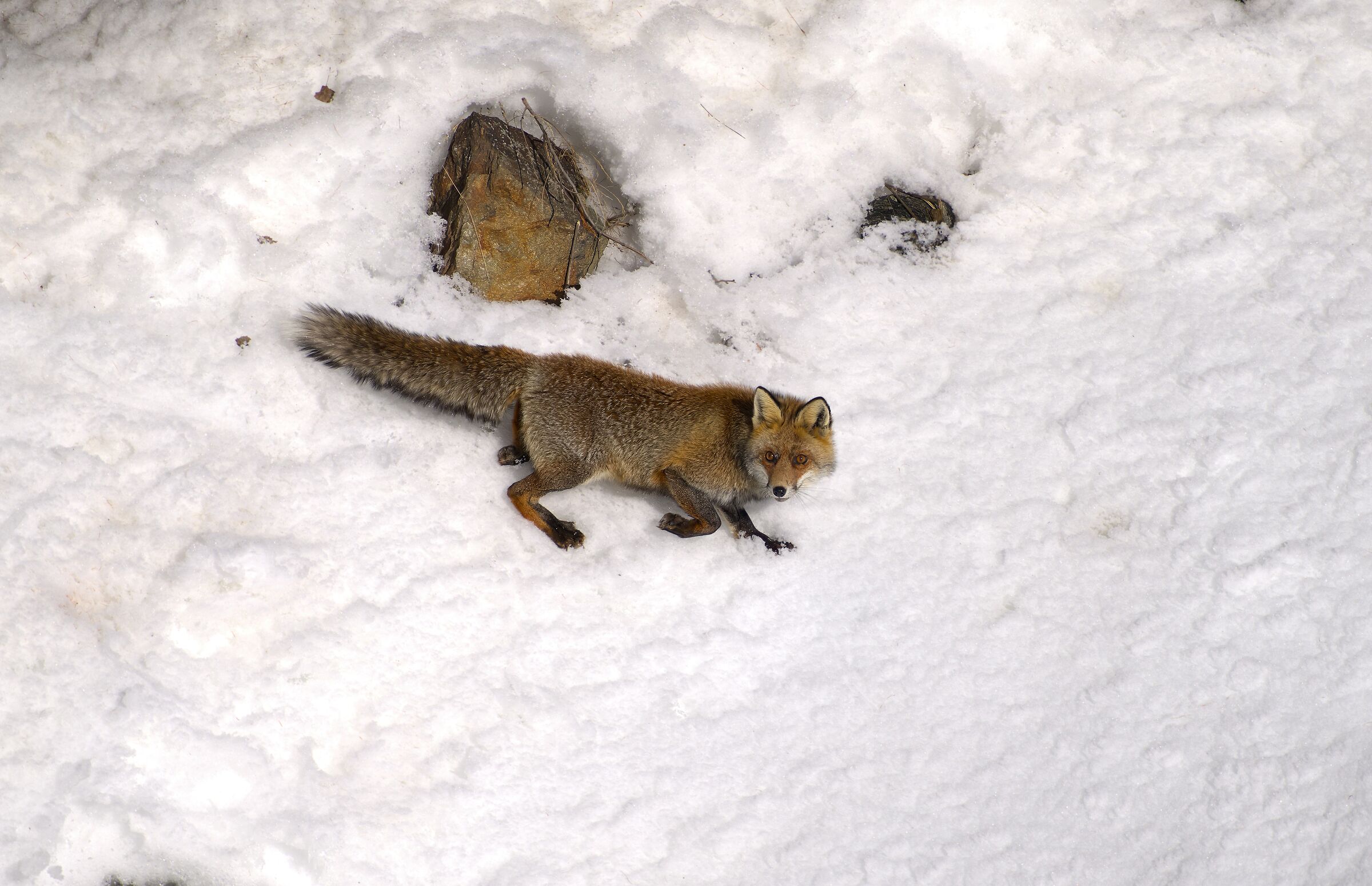 And suddenly I found it Fox