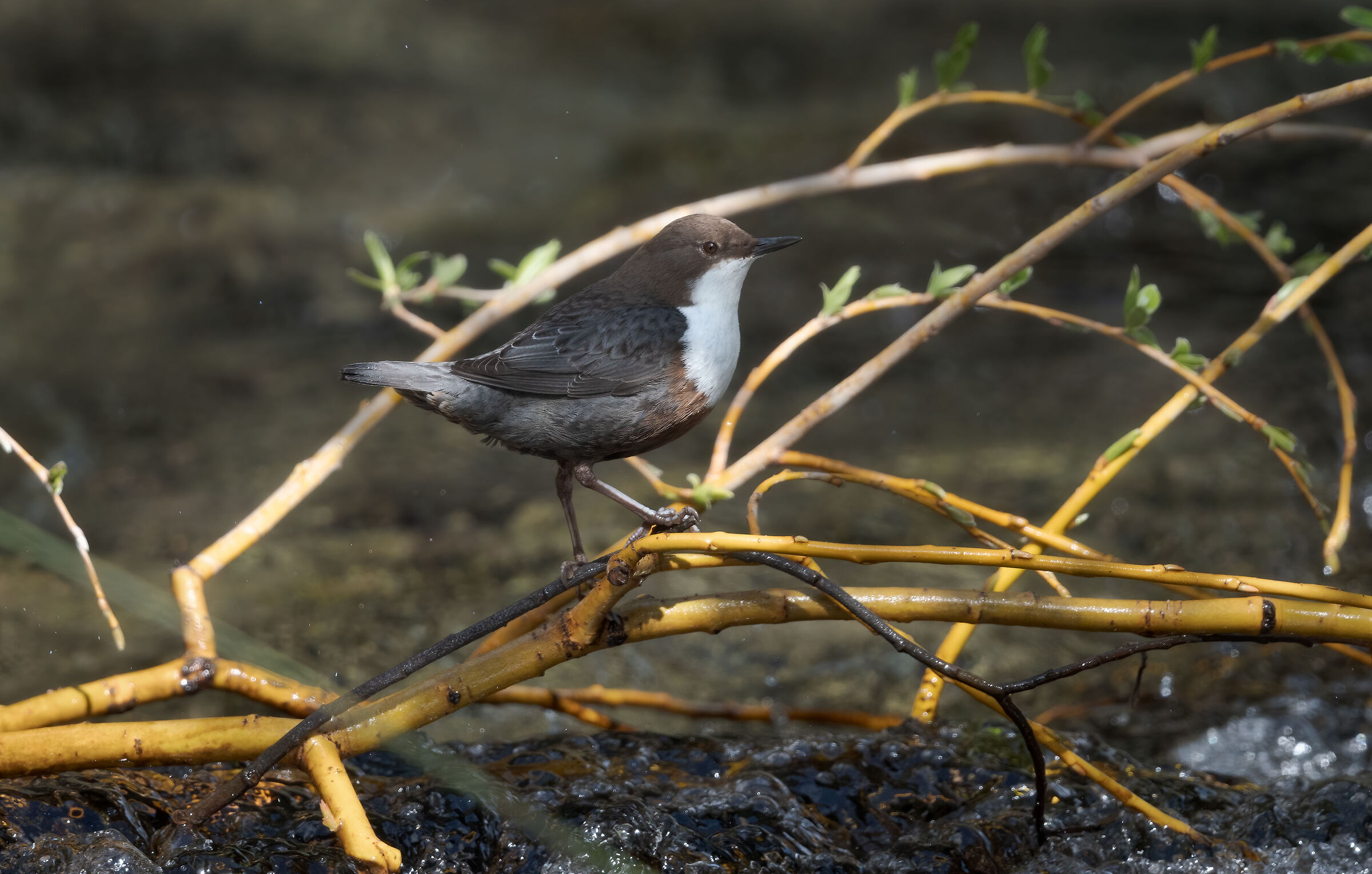 White-throated dipper