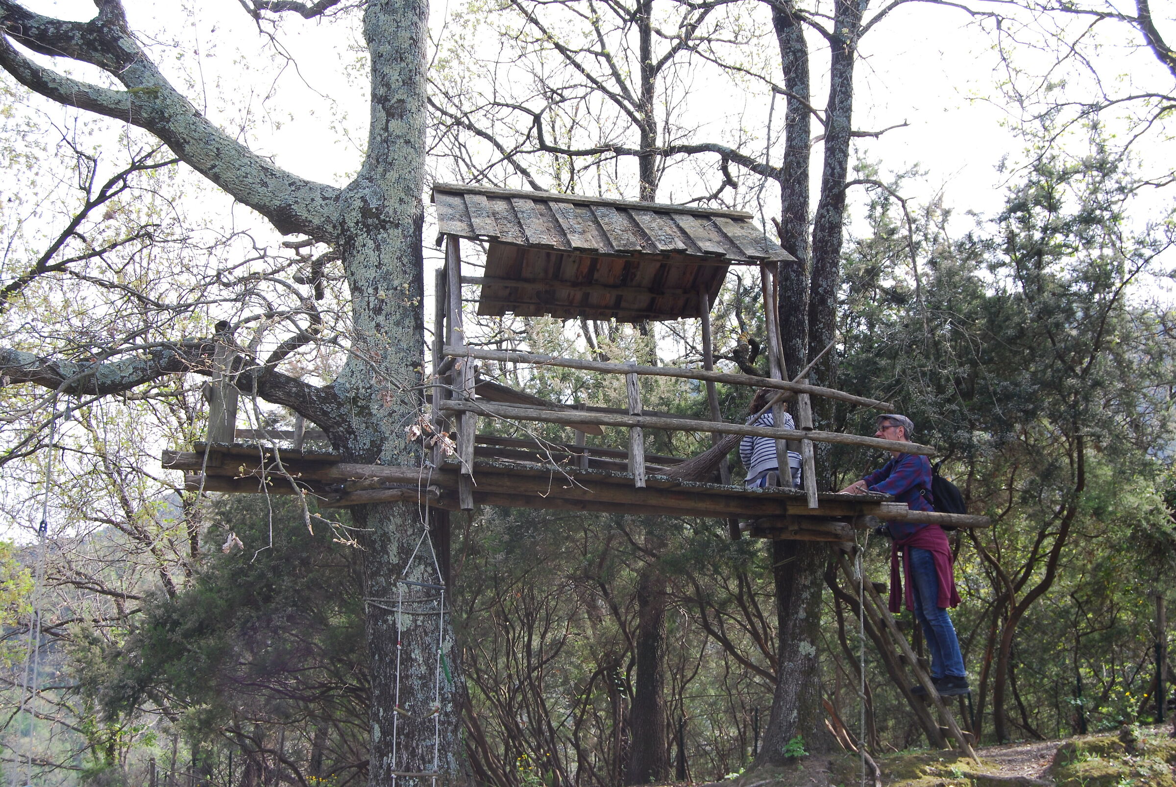 The tree house