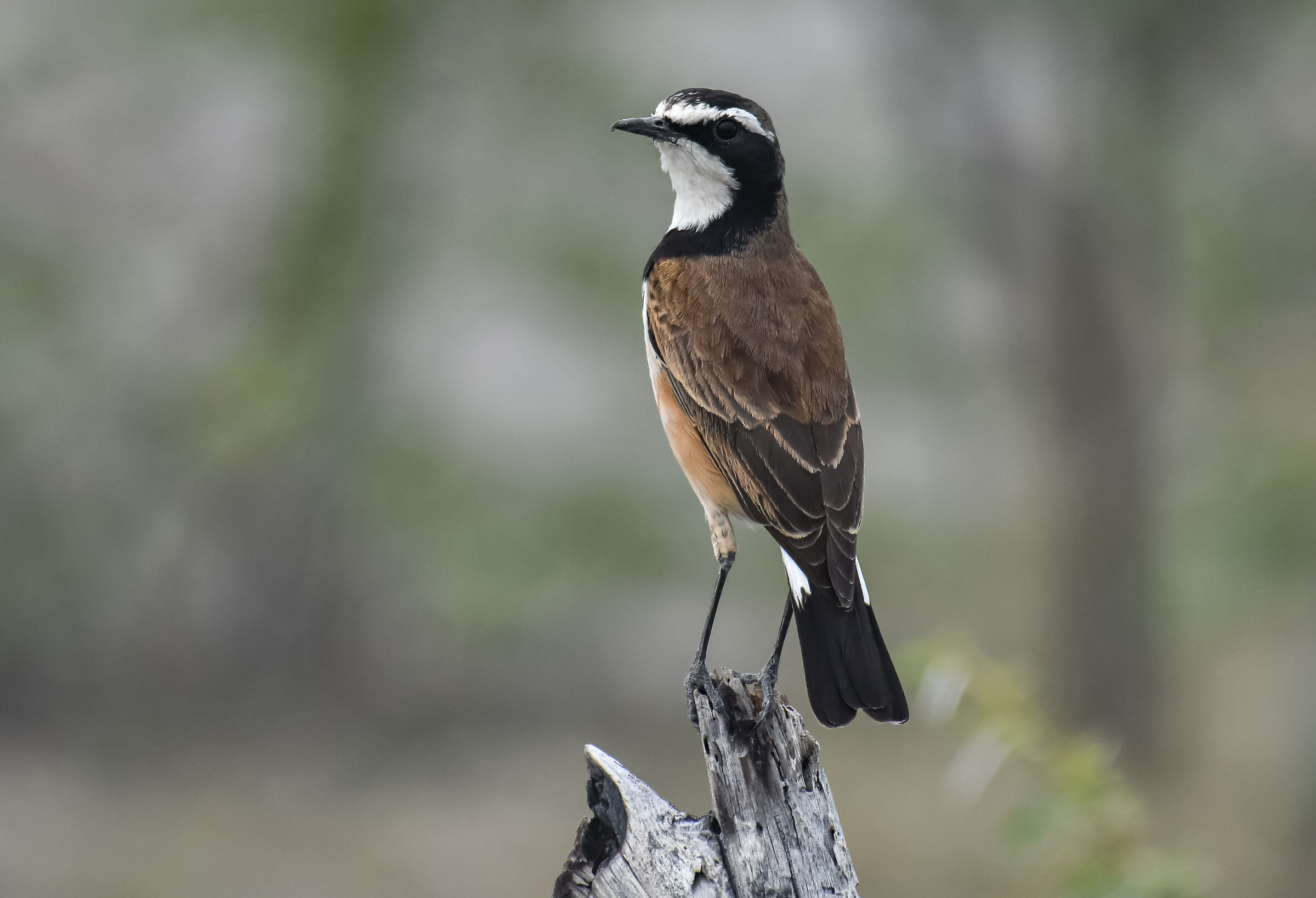 La monachella pileata