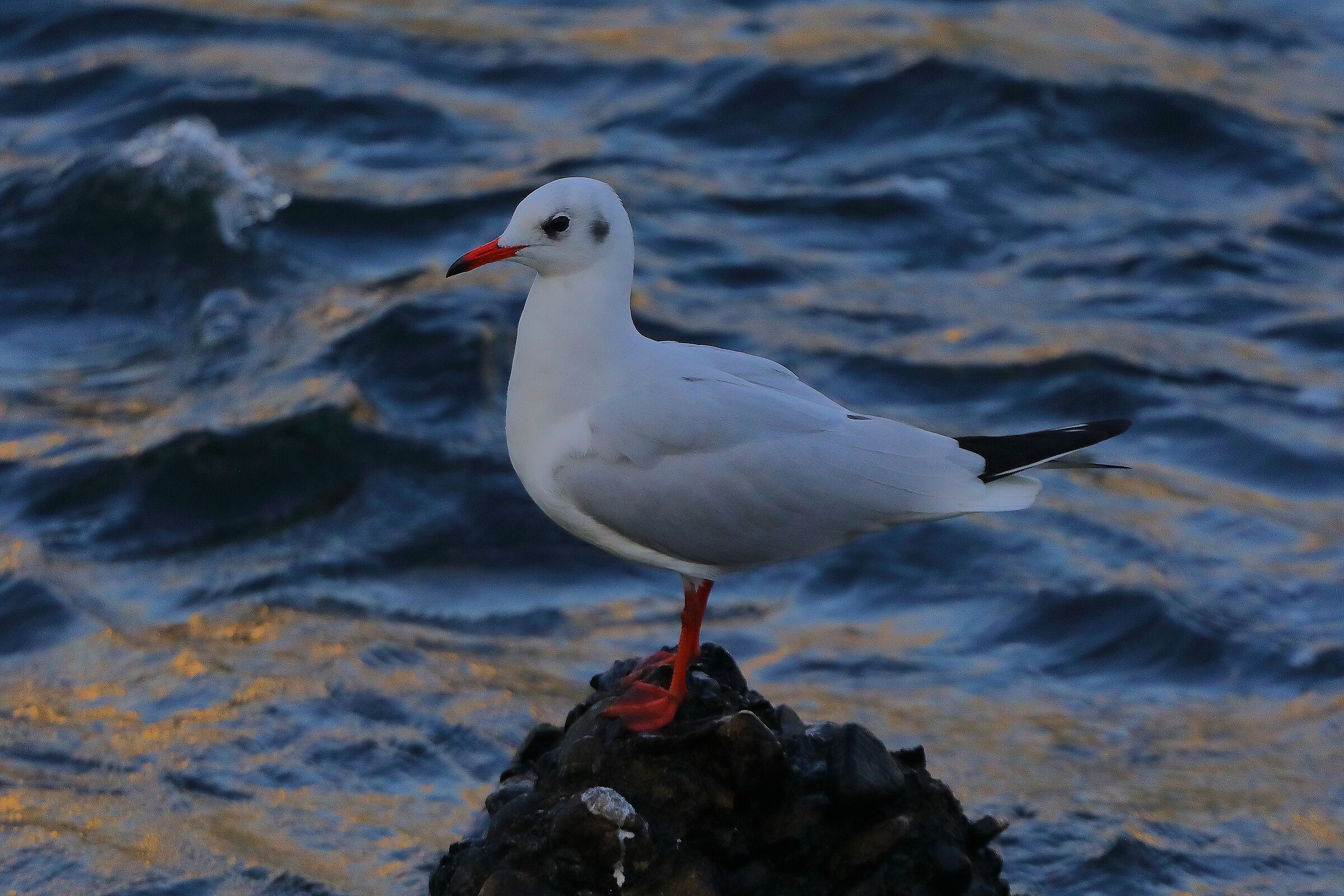 Gabbiano 30 ottobre 2024 - 0239