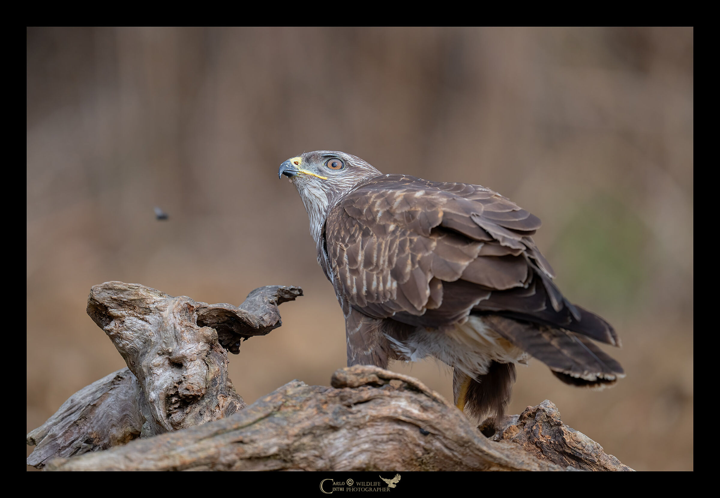 Buzzard