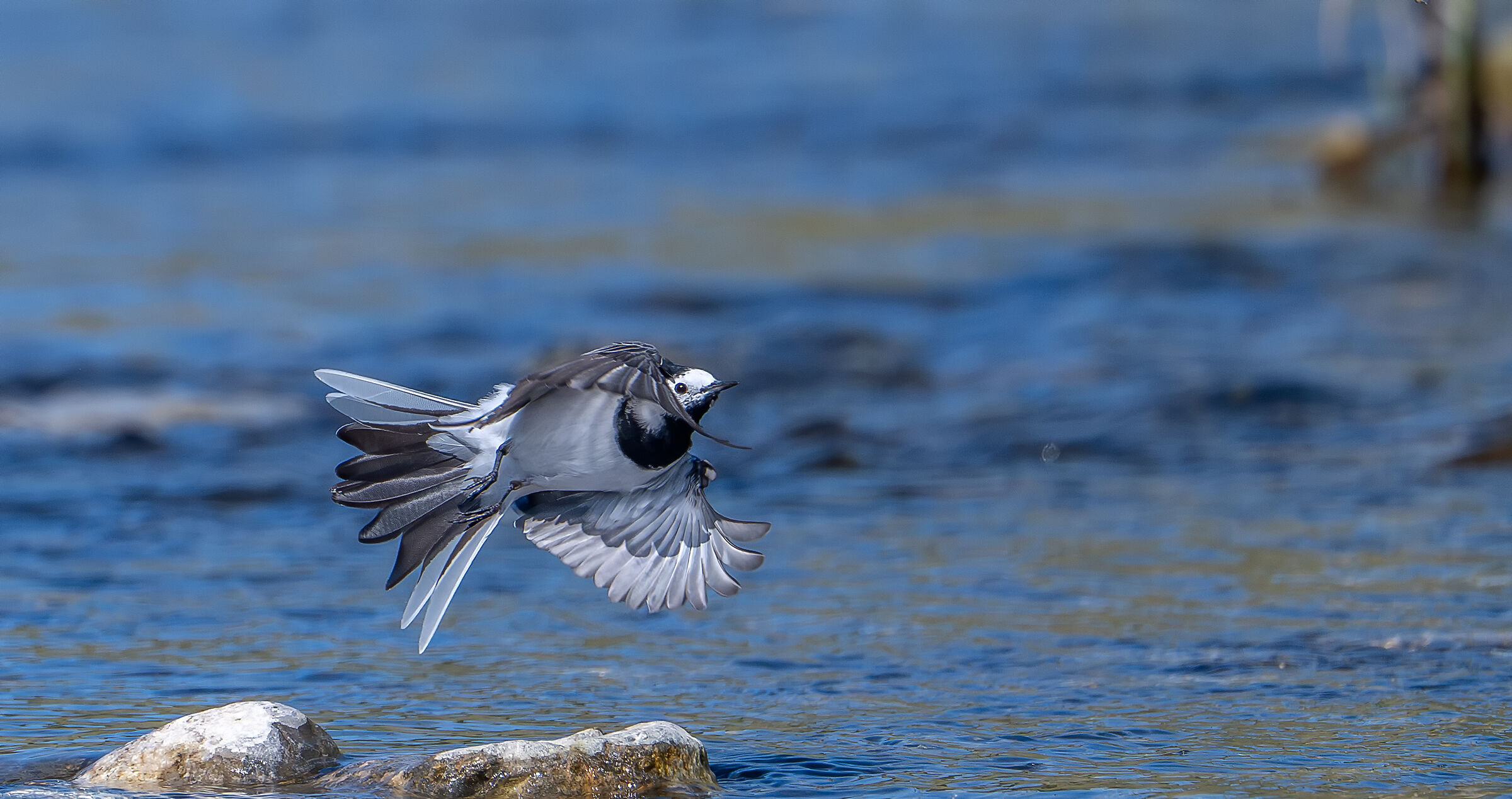 White wagtail