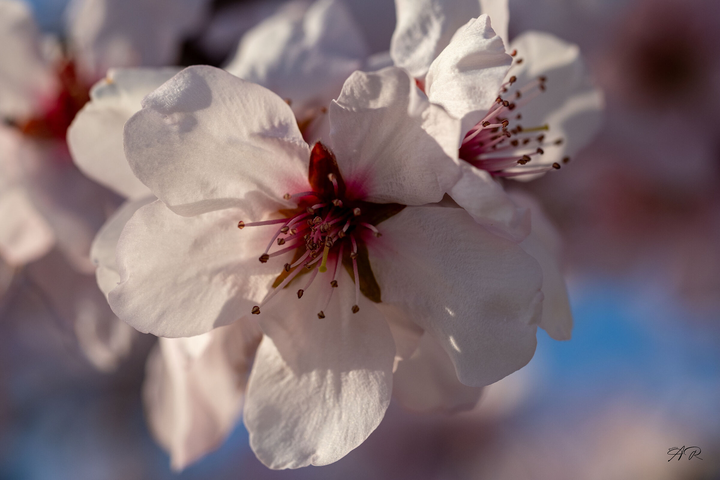 Mandorlo In Fiore Monte Fasolo Colli Euganei