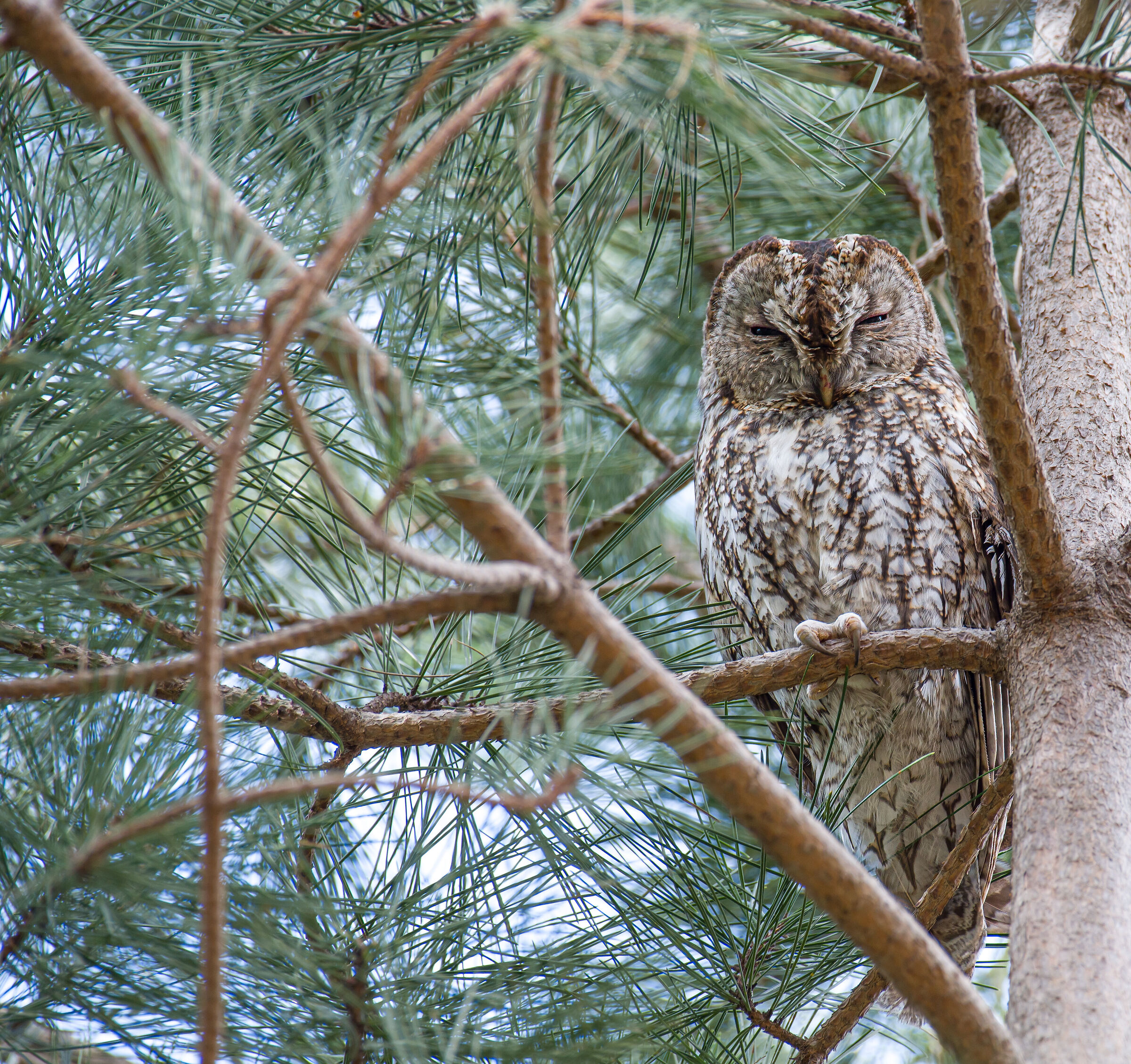 The Tawny Owl