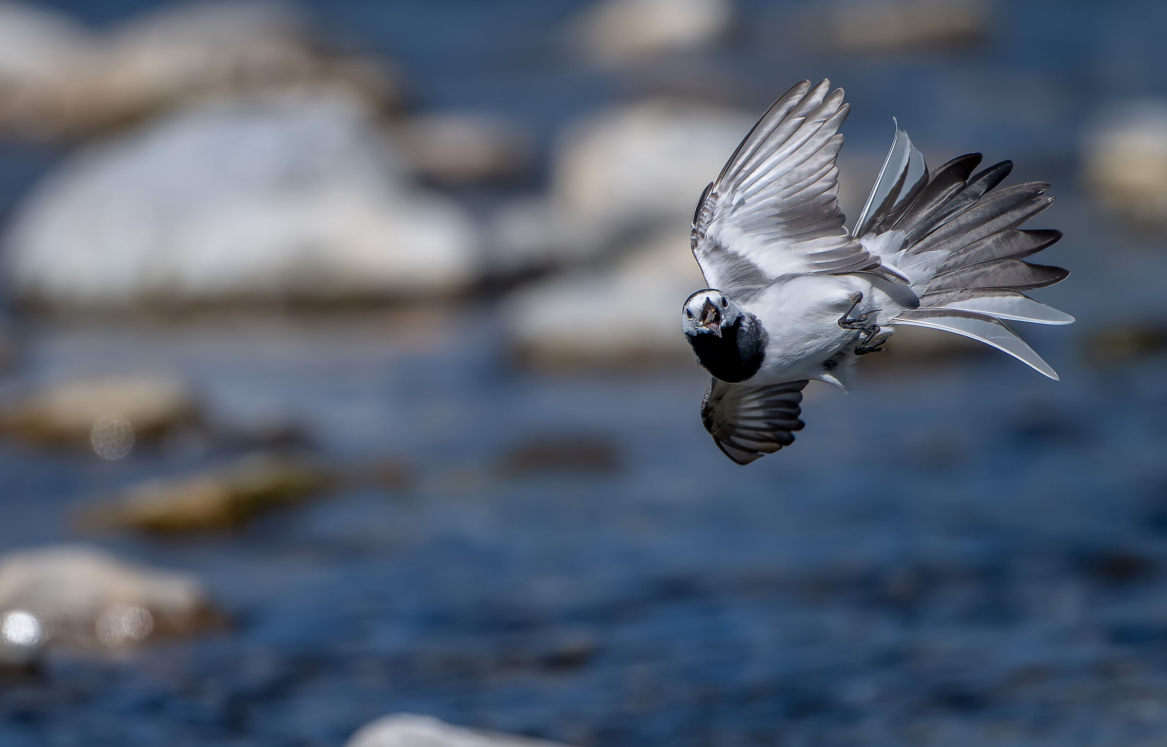 White wagtail