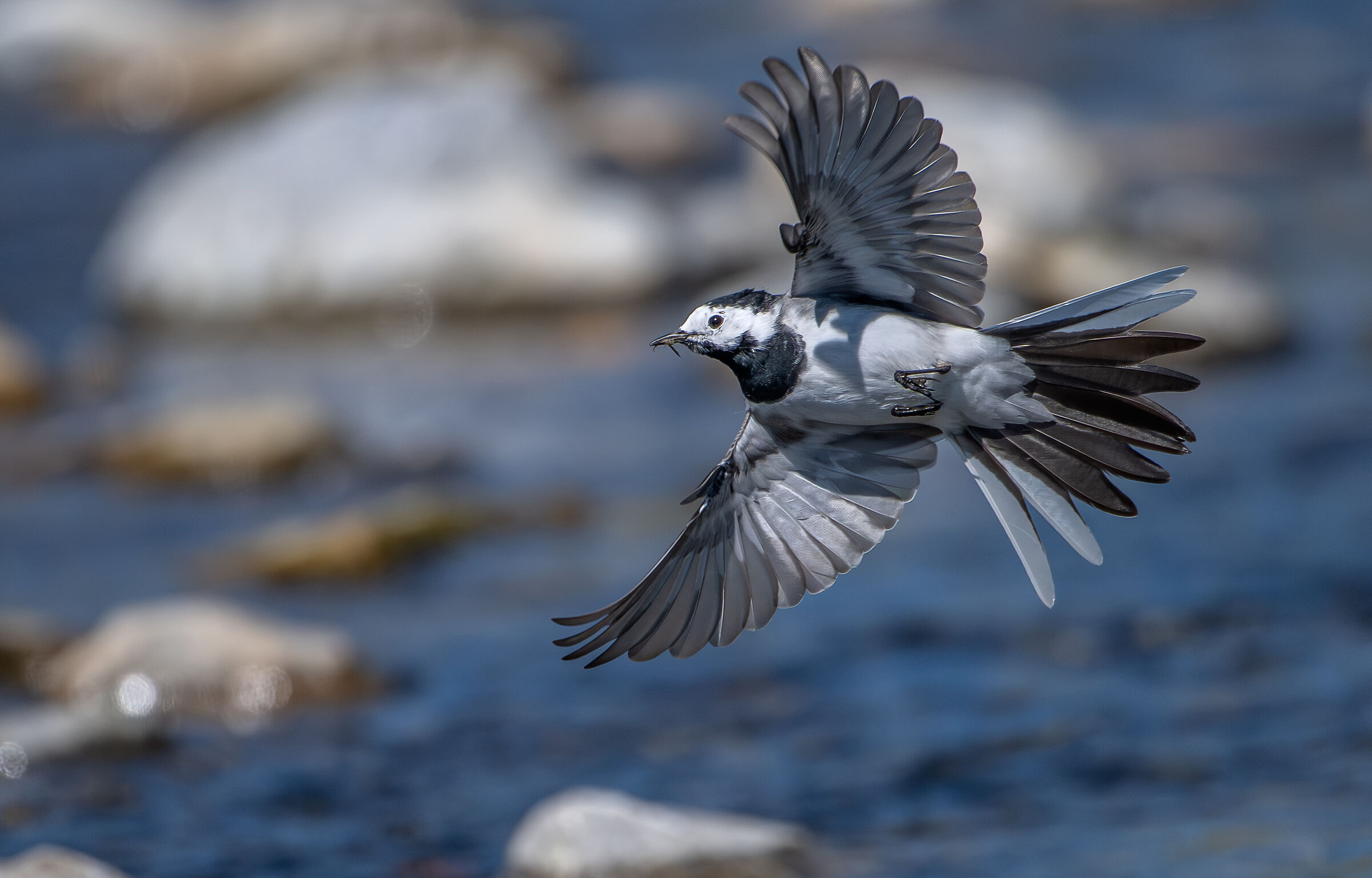 Today we eat White Wagtail