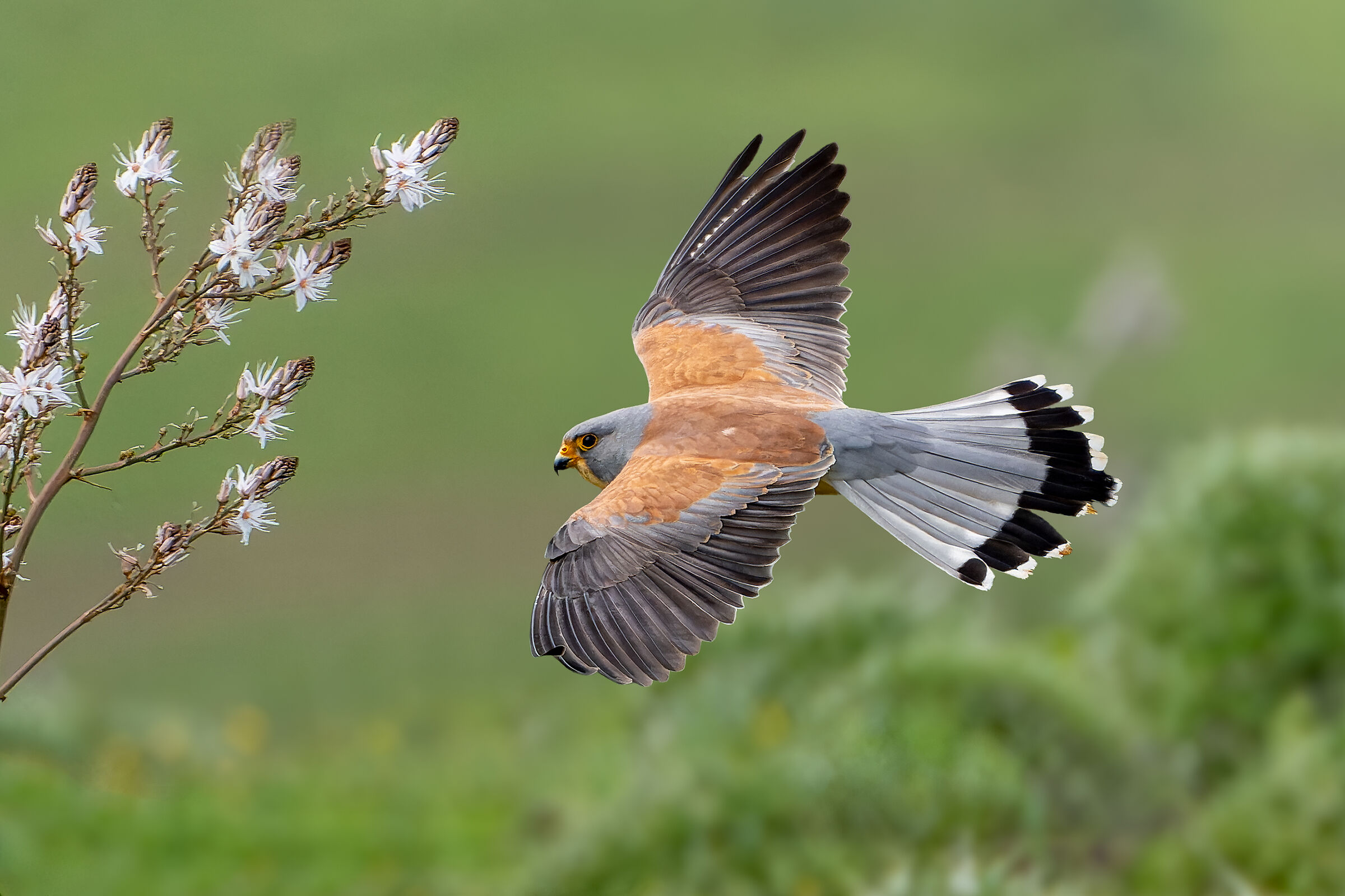 Lesser Kestrel