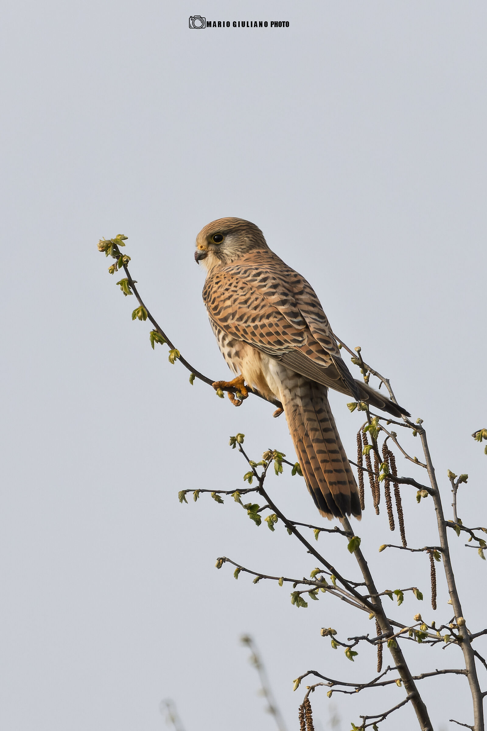 Kestrel