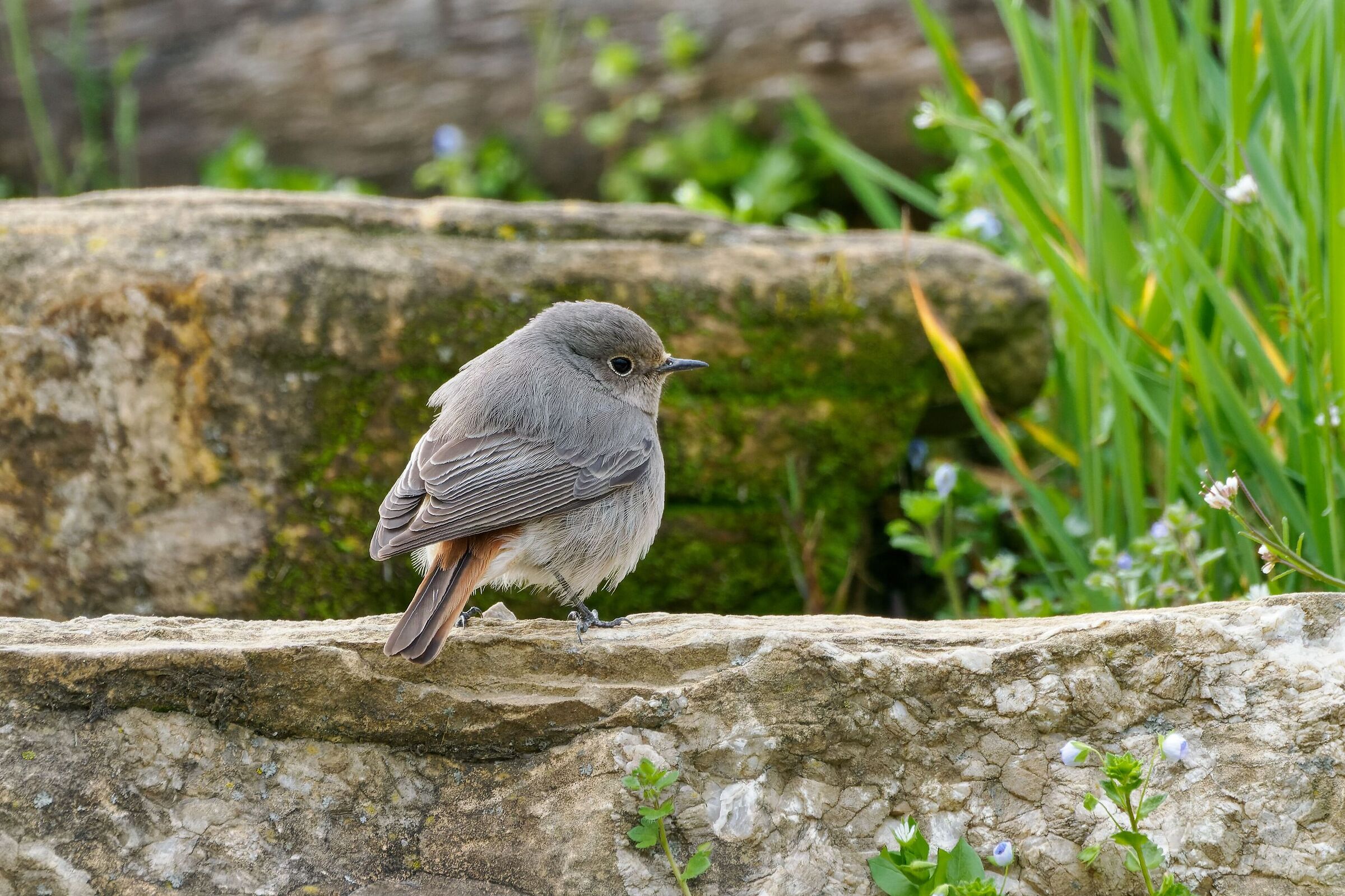 Juv Redstart.