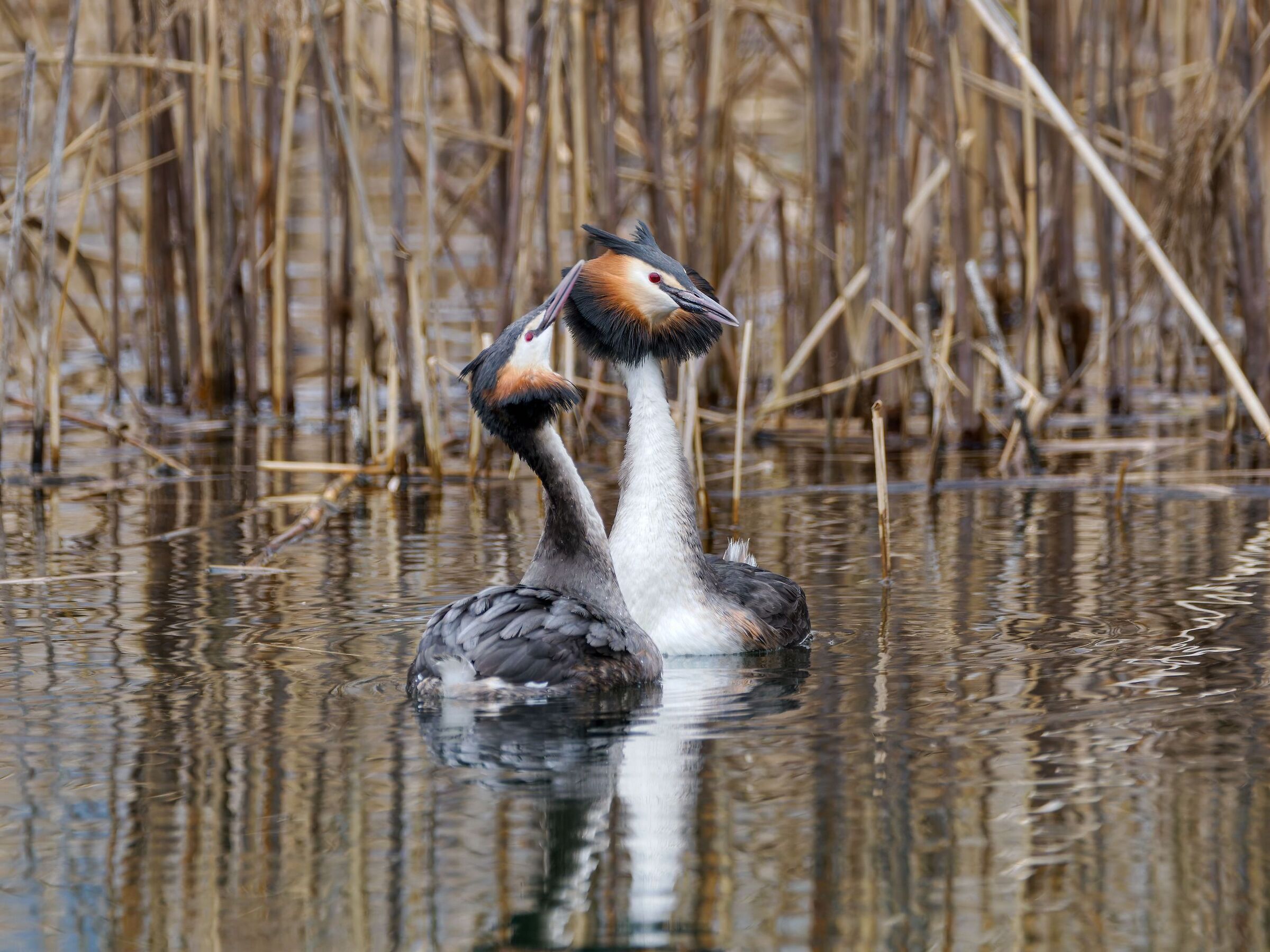 Grebes