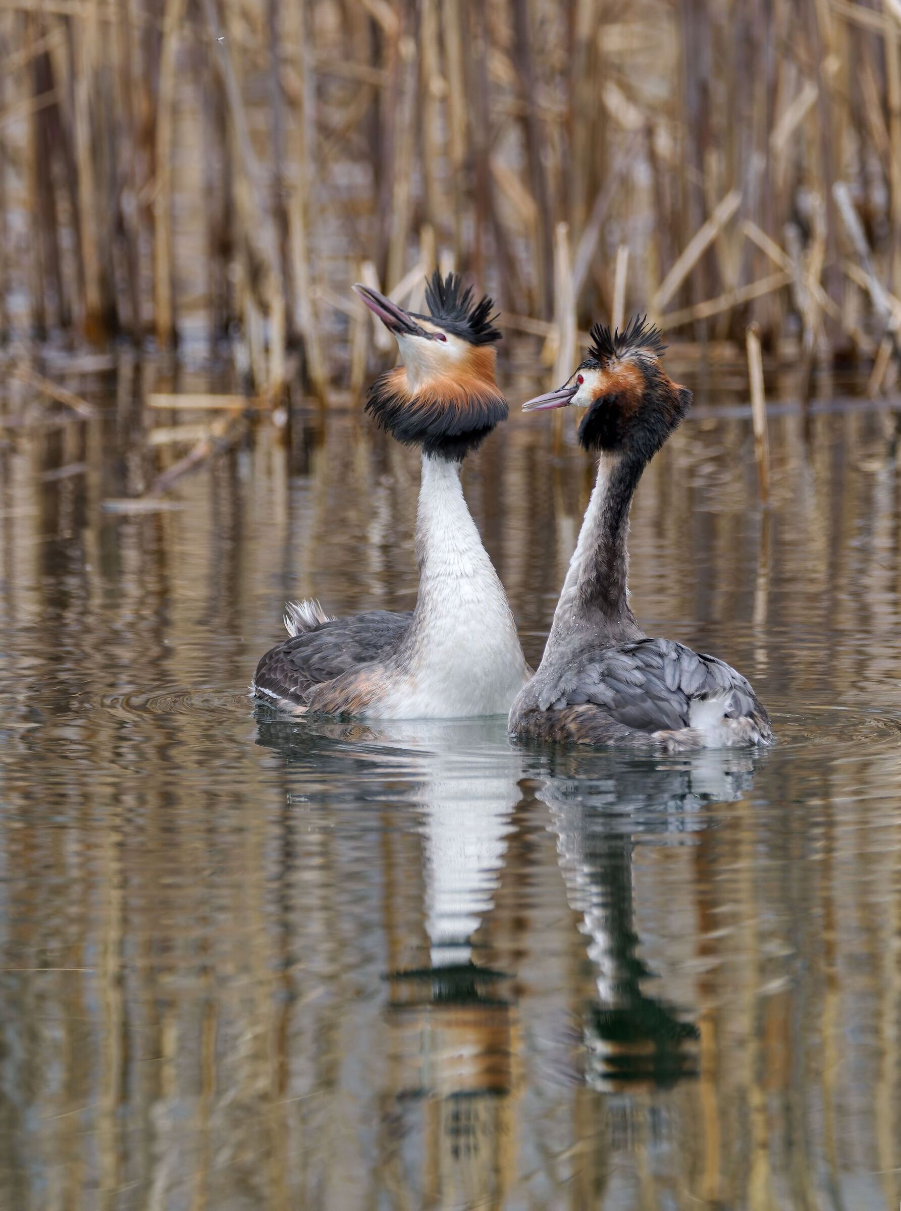 Grebes