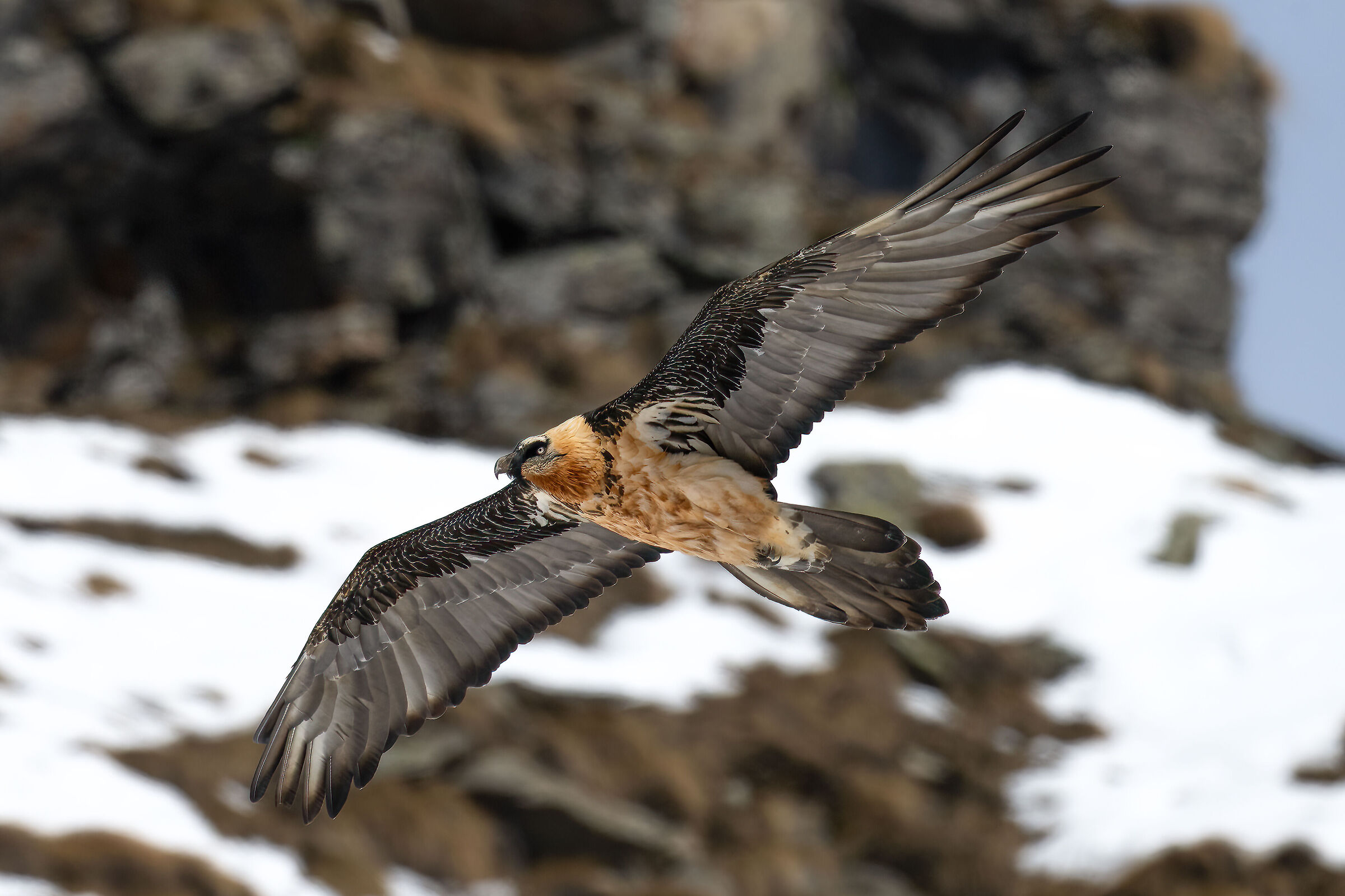 Gypaetus barbatus - Gran Paradiso National Park