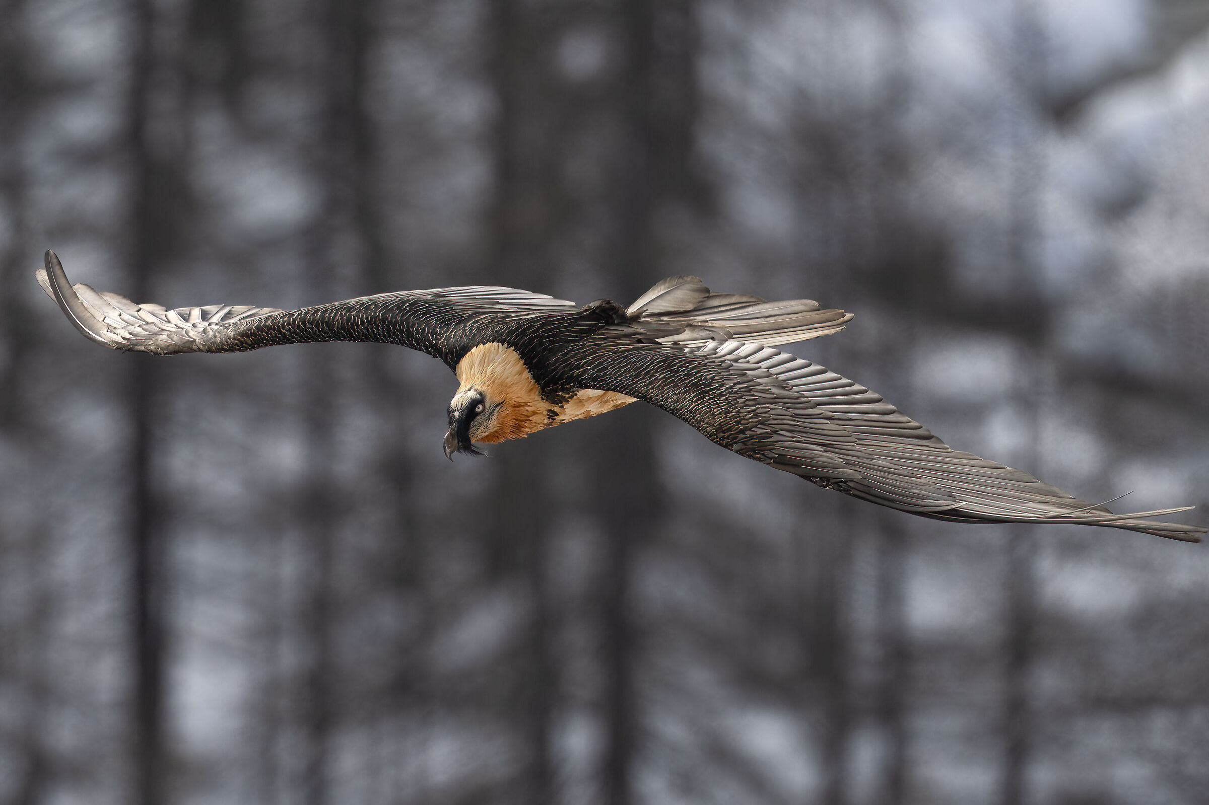 Gypaetus barbatus - Gran Paradiso National Park