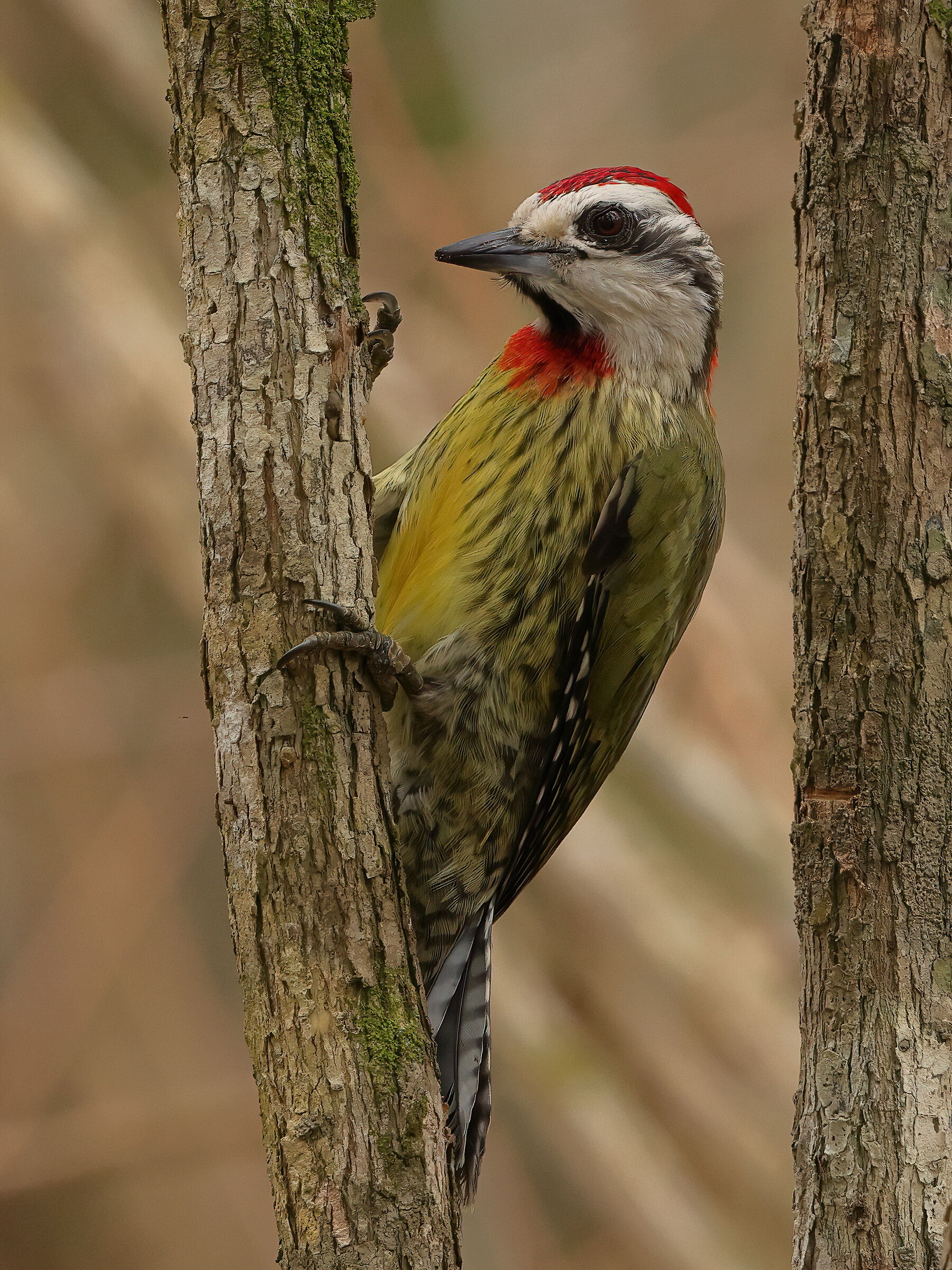 Cuban green woodpecker