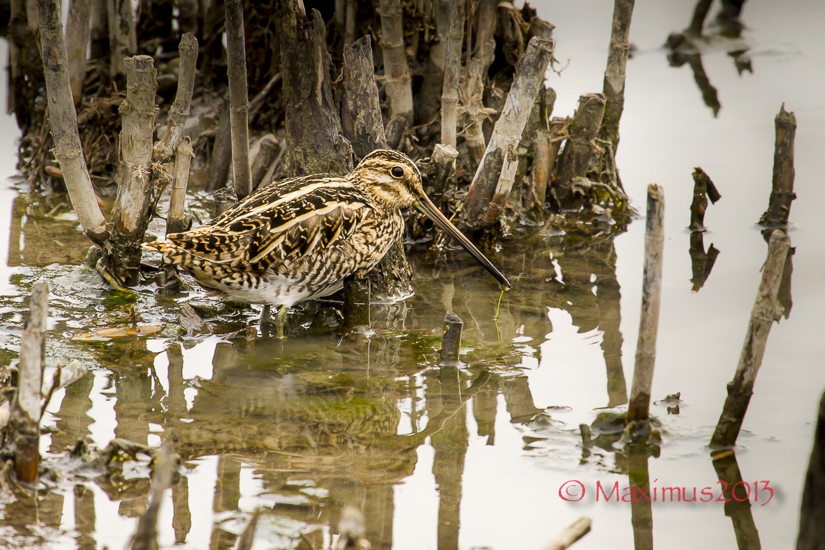 ... il mimetismo del beccaccino ...