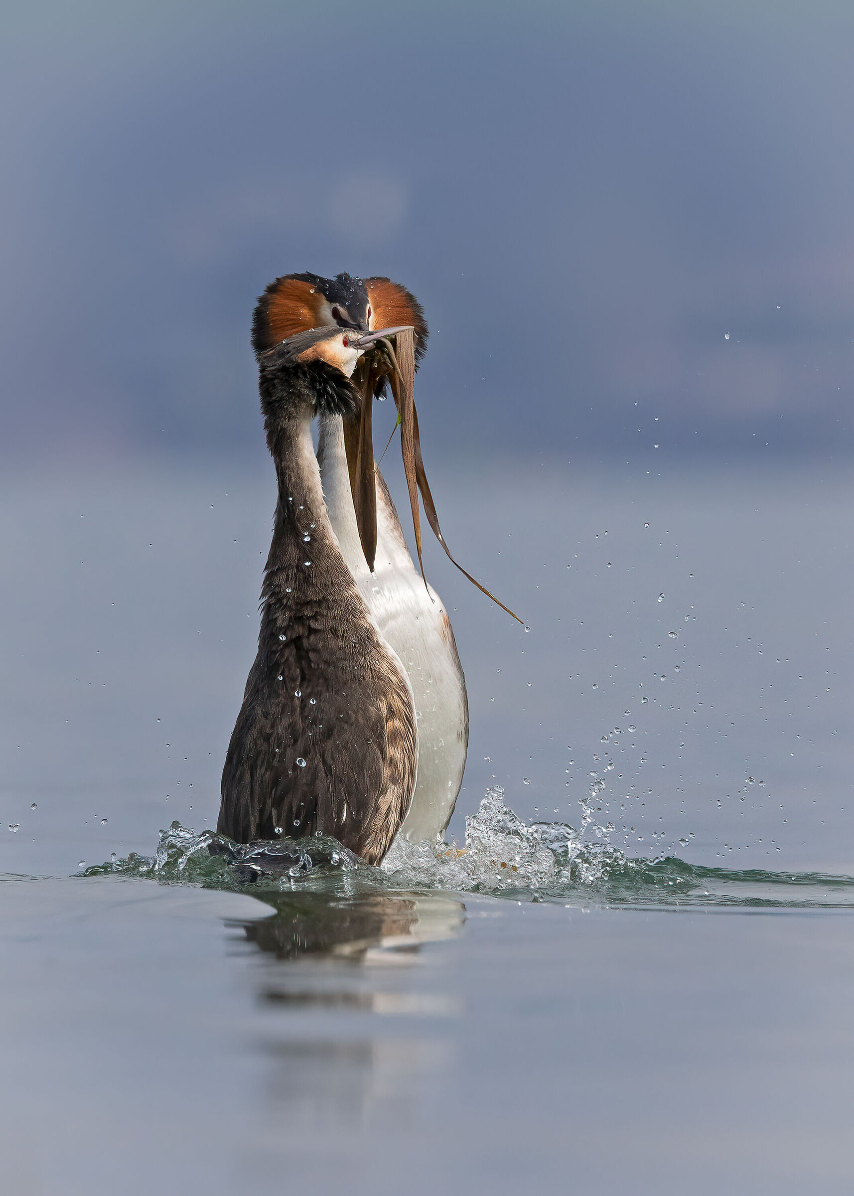 Grebe: Penguin Dance and Gift Exchange