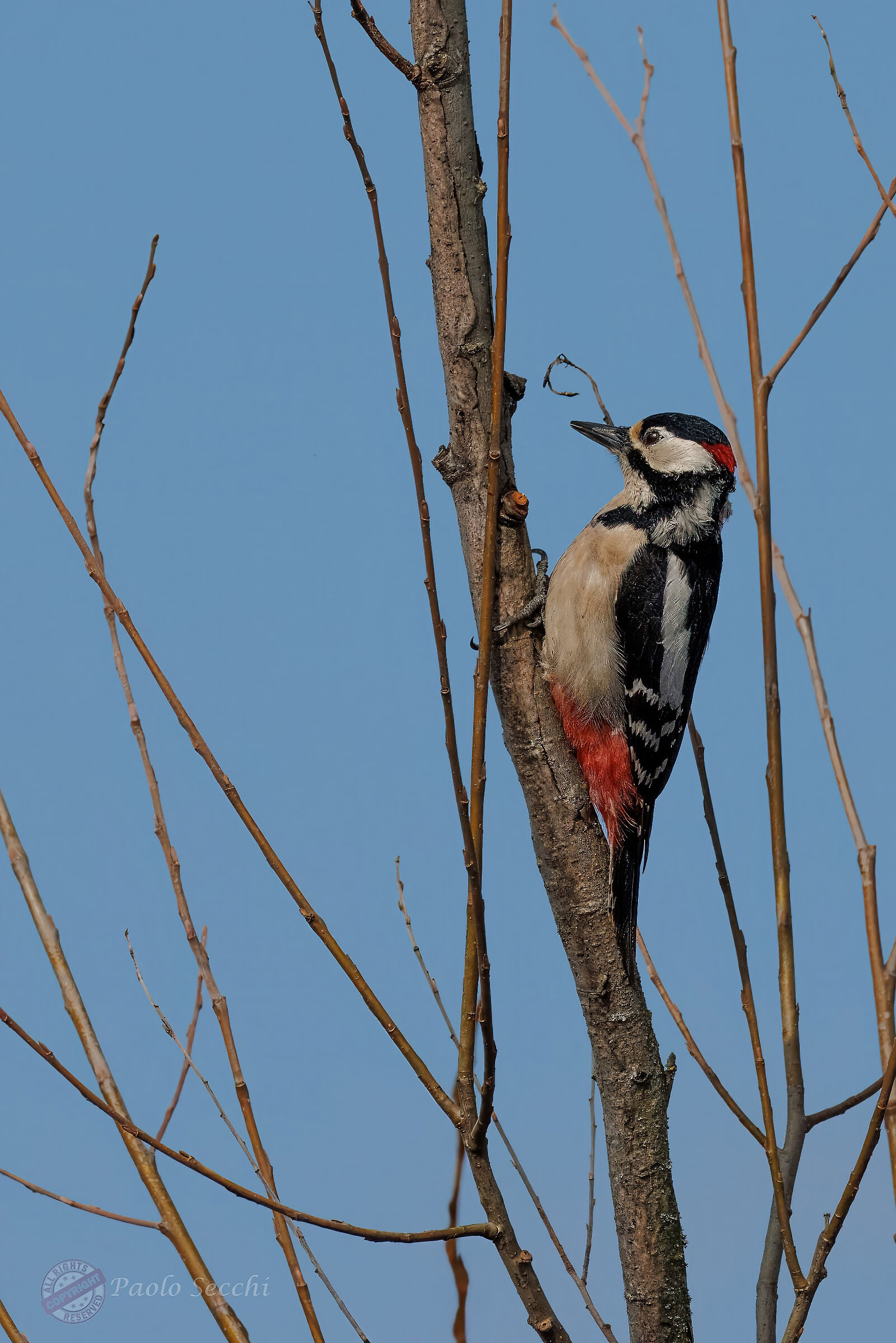 Feel protected by a "branched cage"