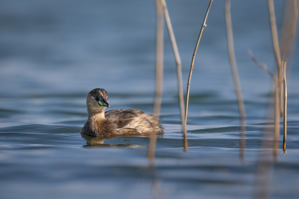 Little Grebe Set