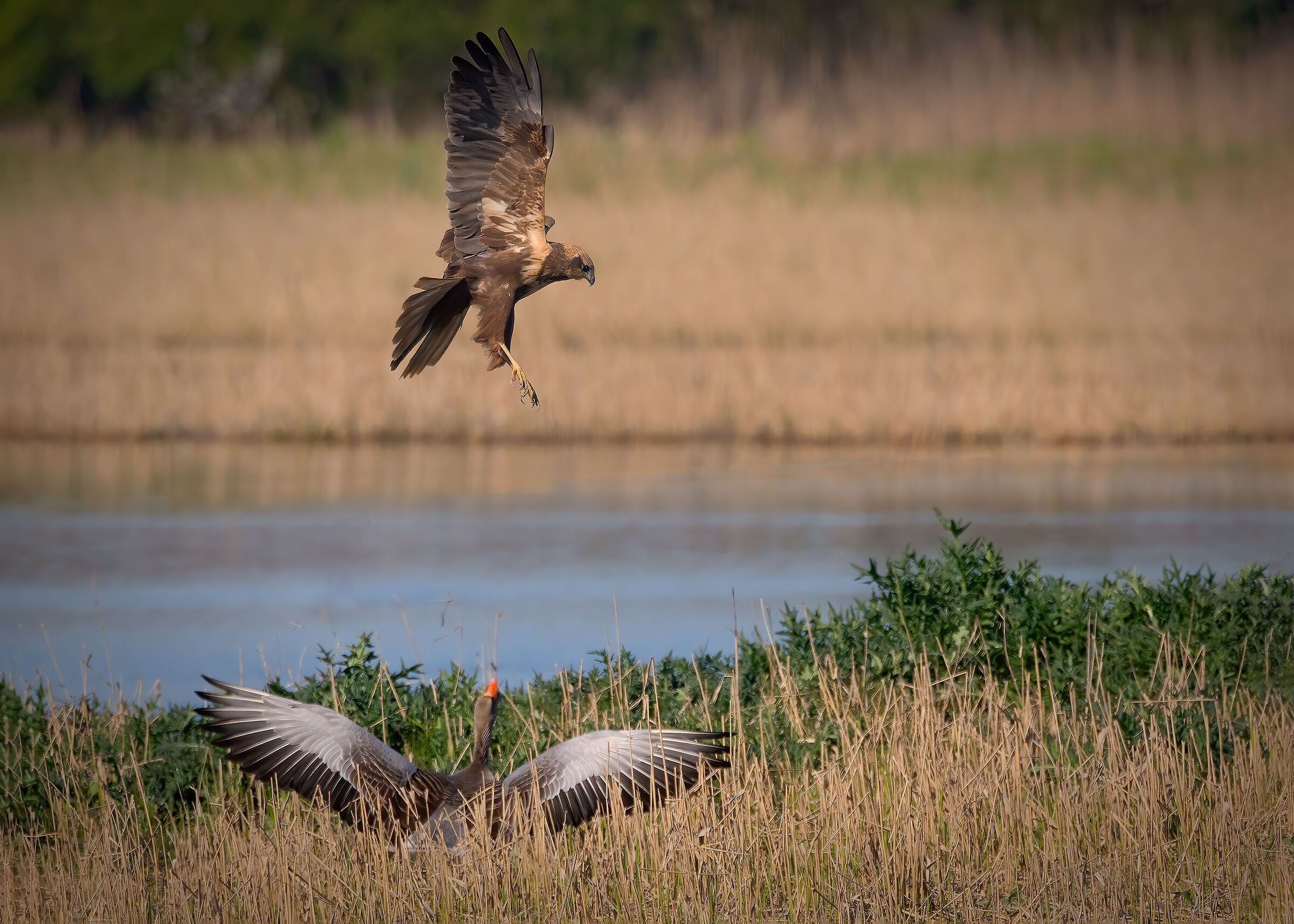 Falco di palude vs. Oca selvatica